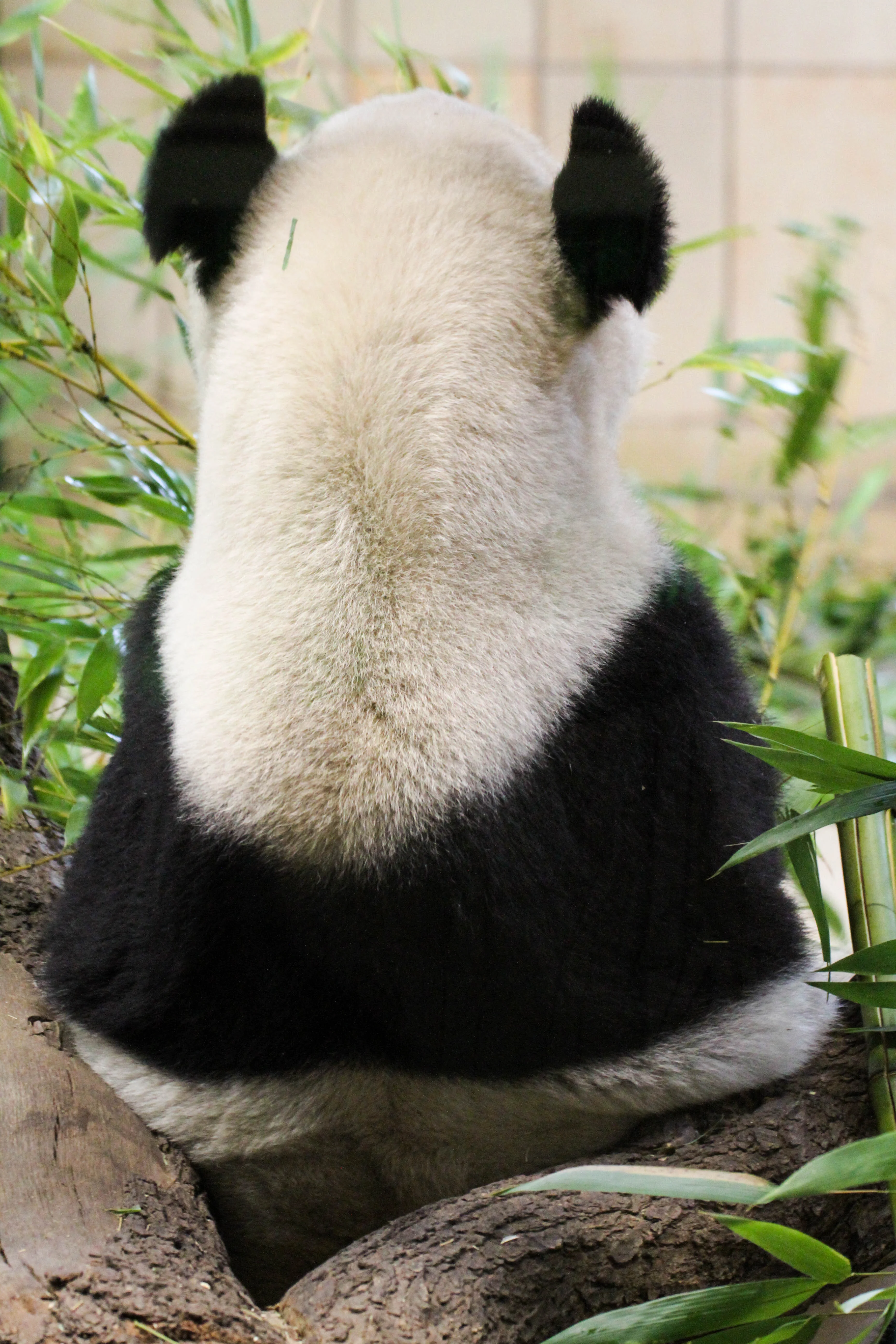 Tiergarten Schönbrunn