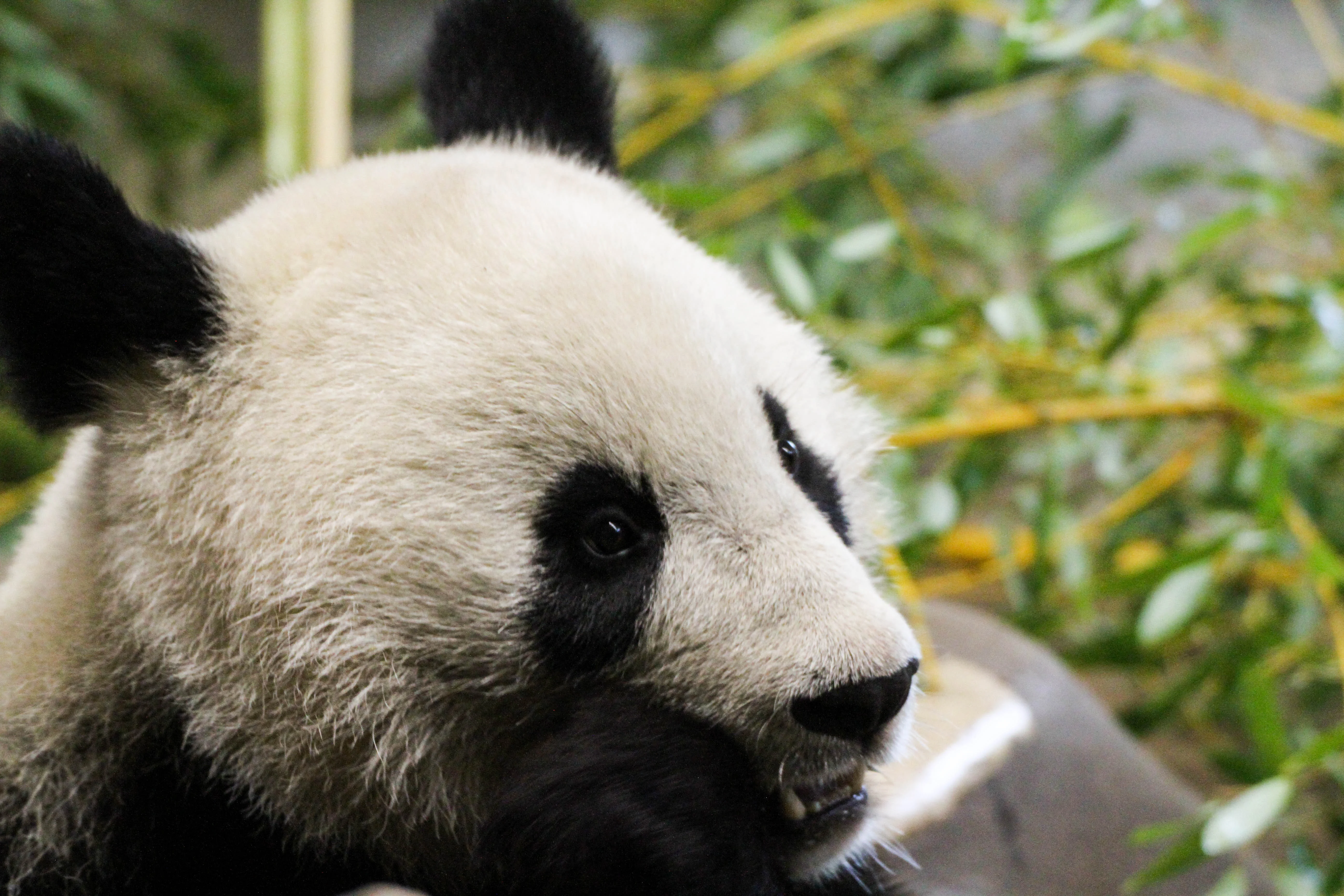 Tiergarten Schönbrunn
