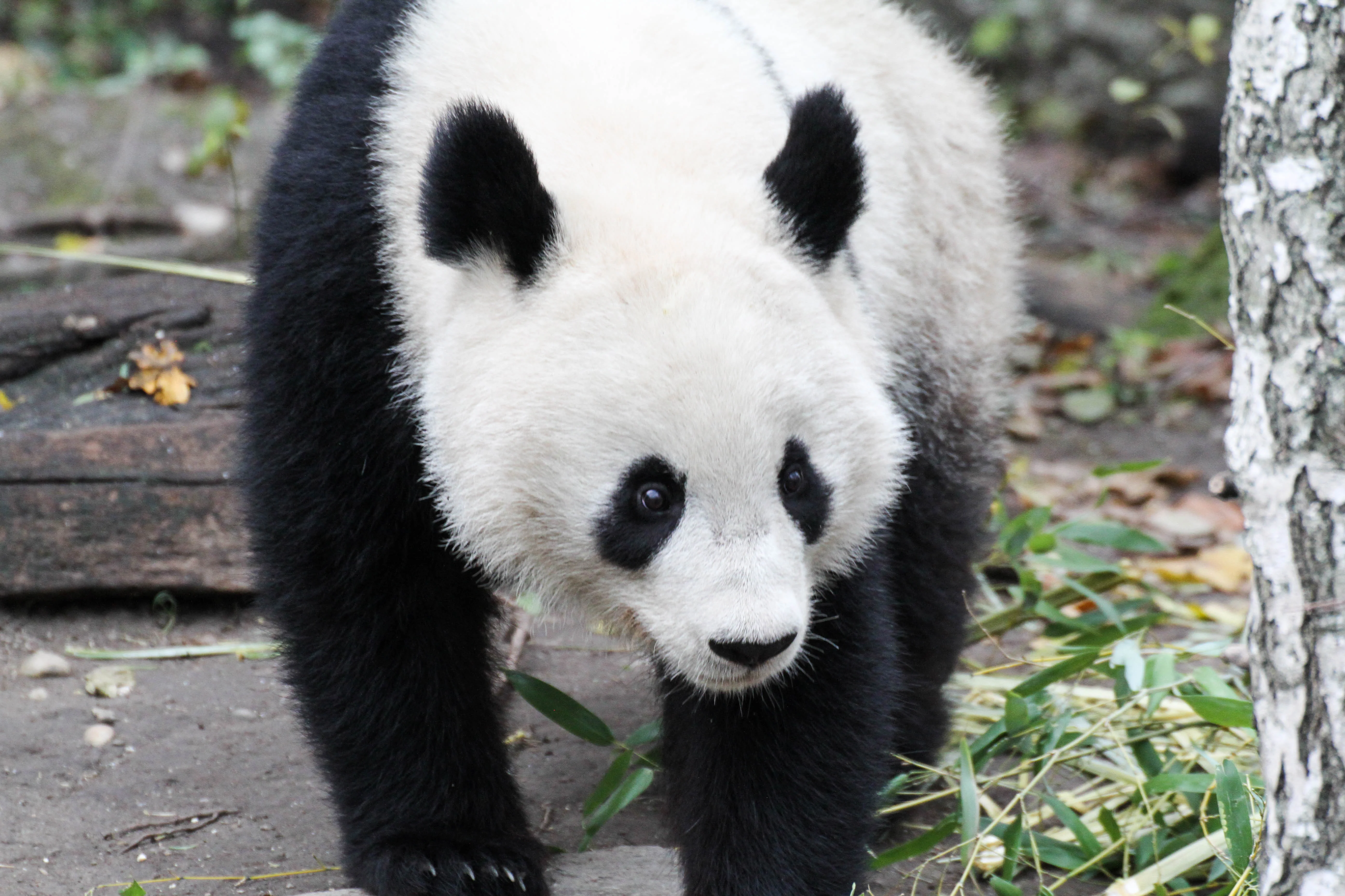 Tiergarten Schönbrunn