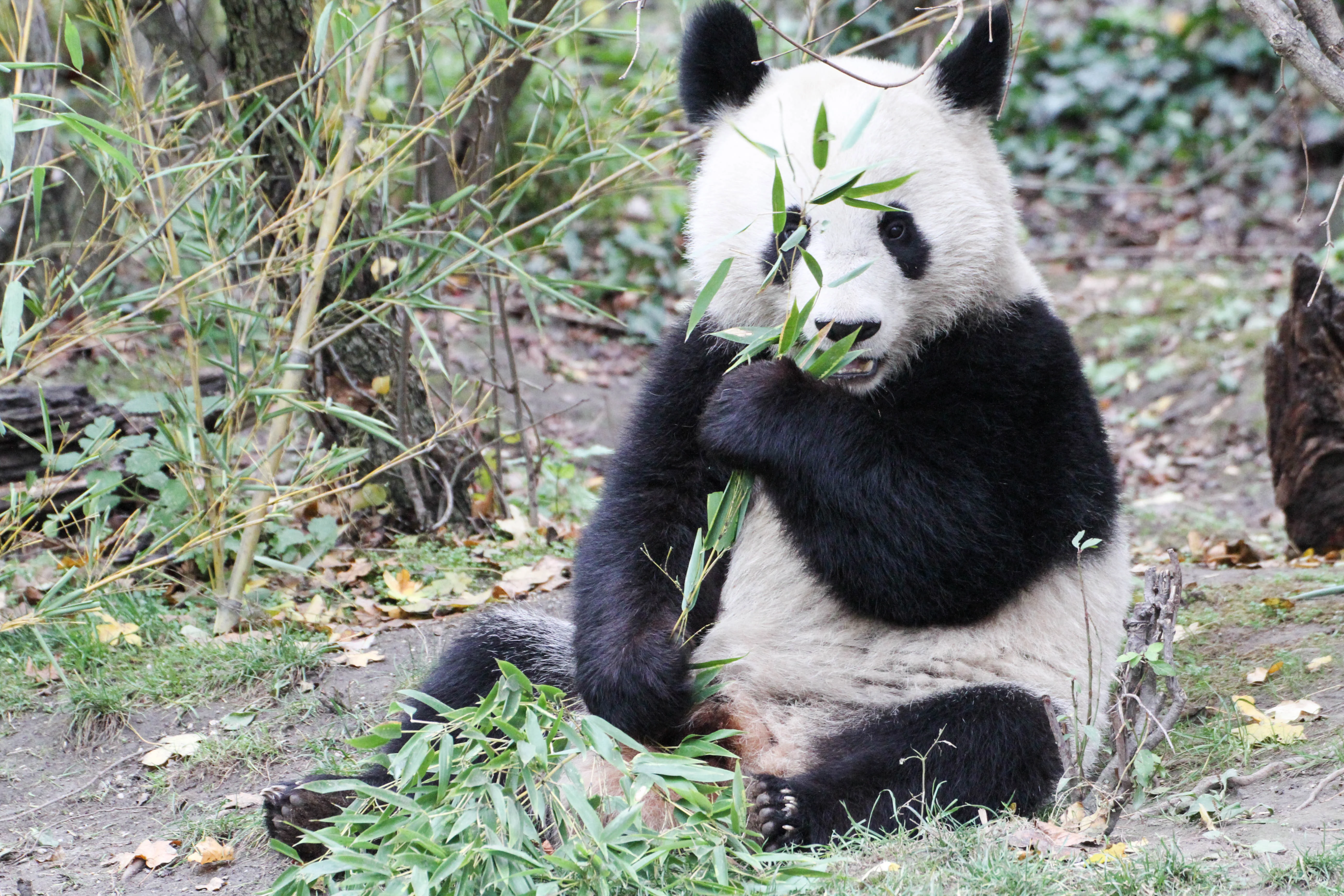 Tiergarten Schönbrunn