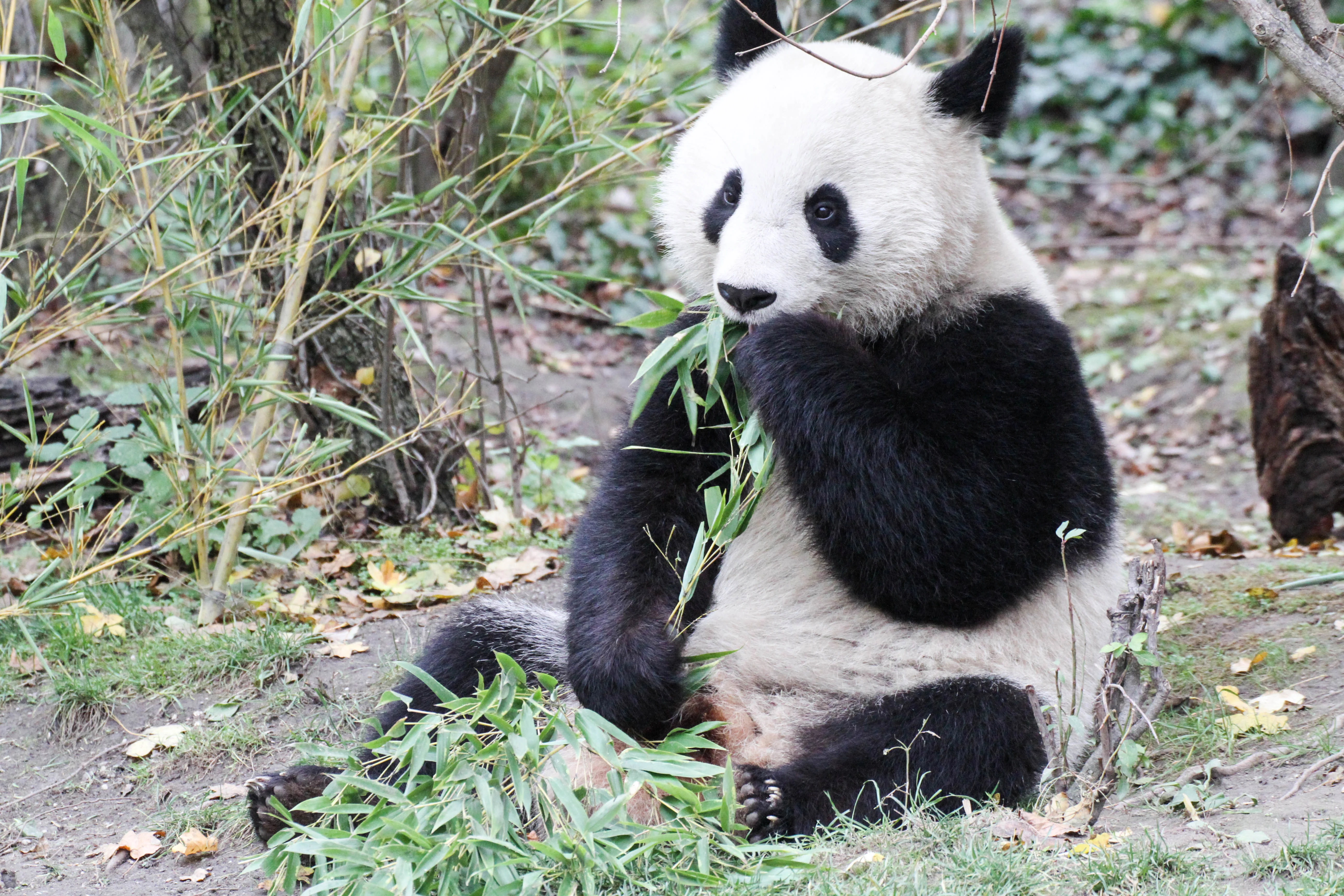 Tiergarten Schönbrunn