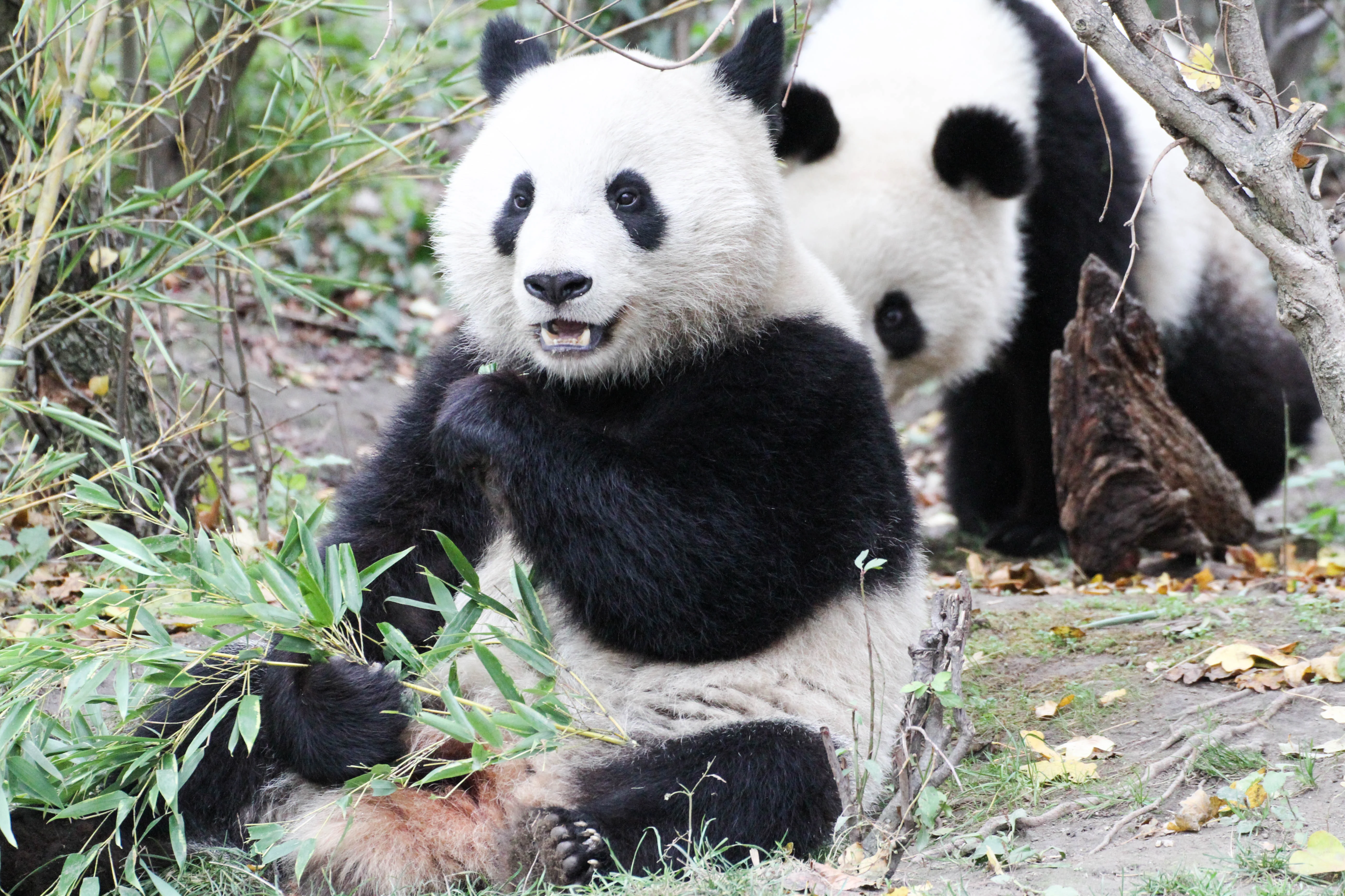 Tiergarten Schönbrunn