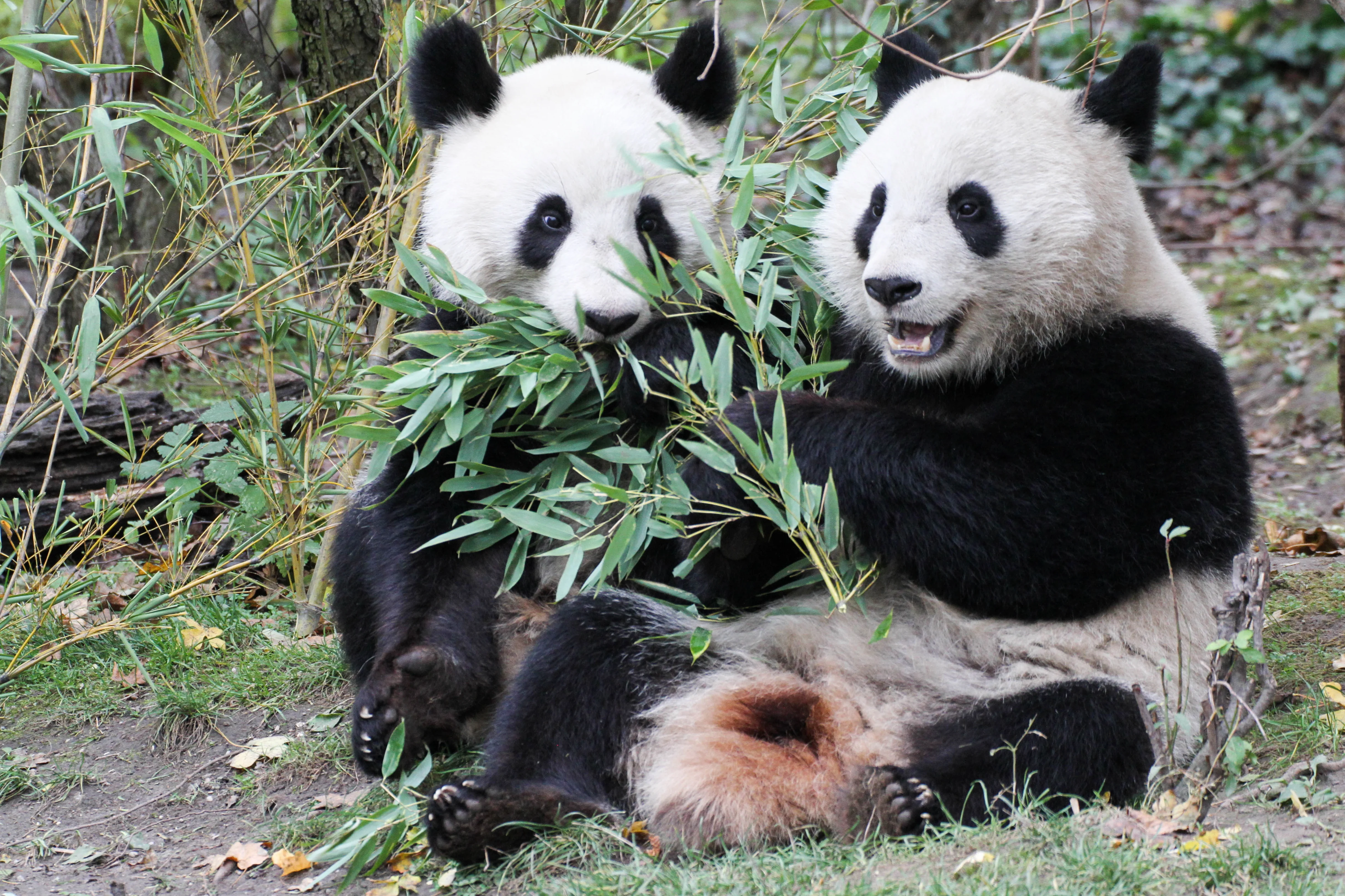 Tiergarten Schönbrunn