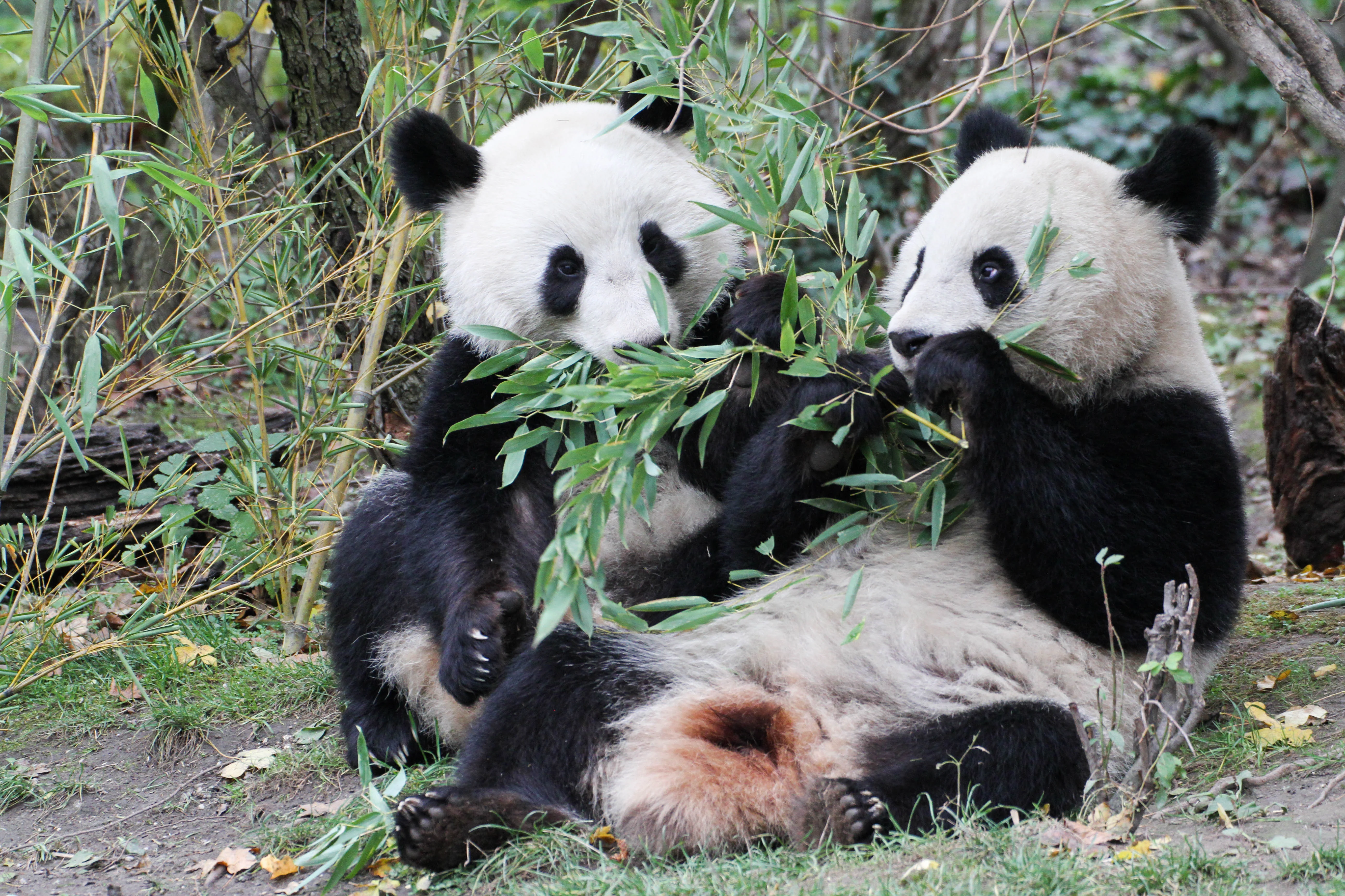 Tiergarten Schönbrunn