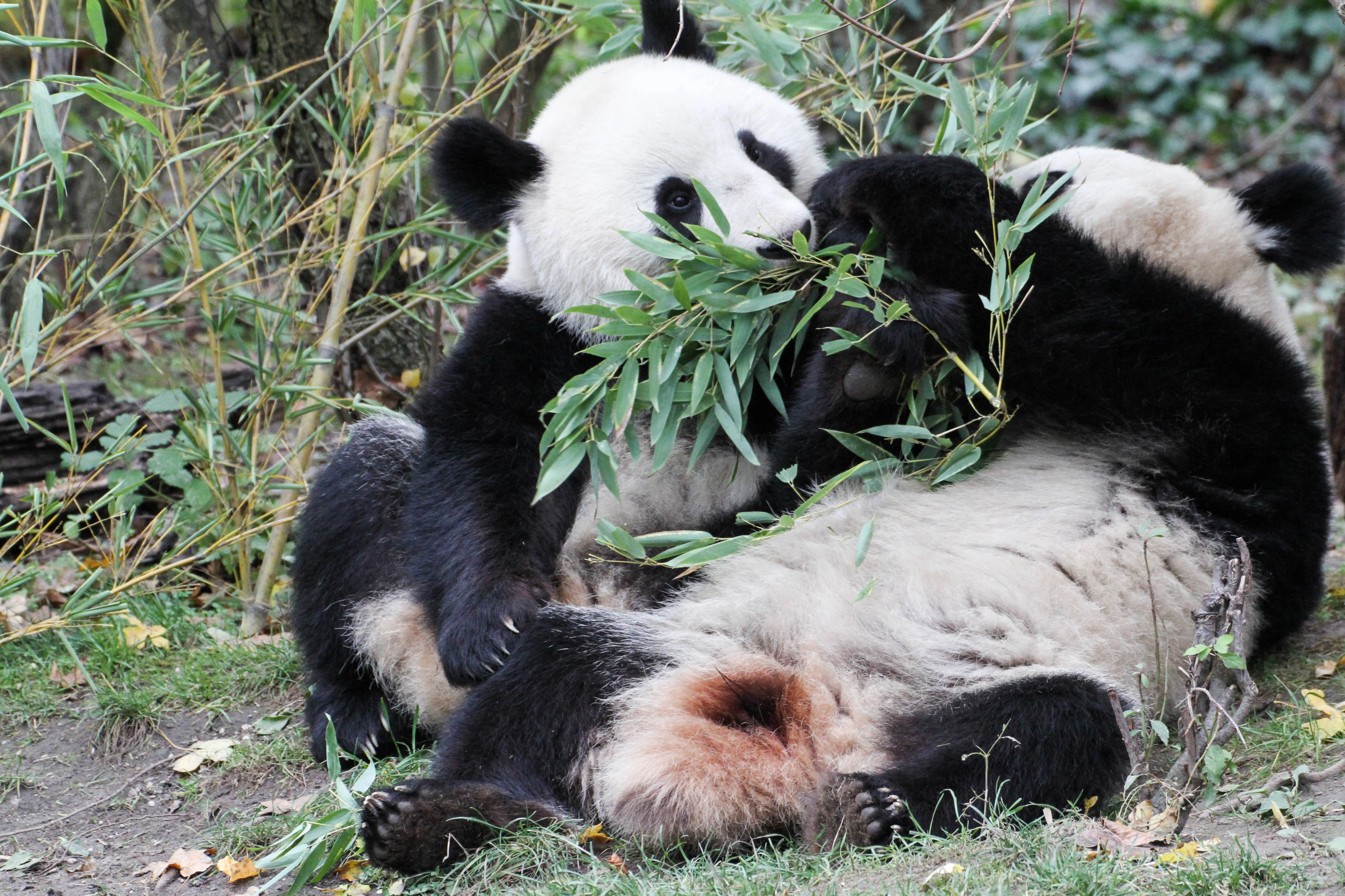 Tiergarten Schönbrunn