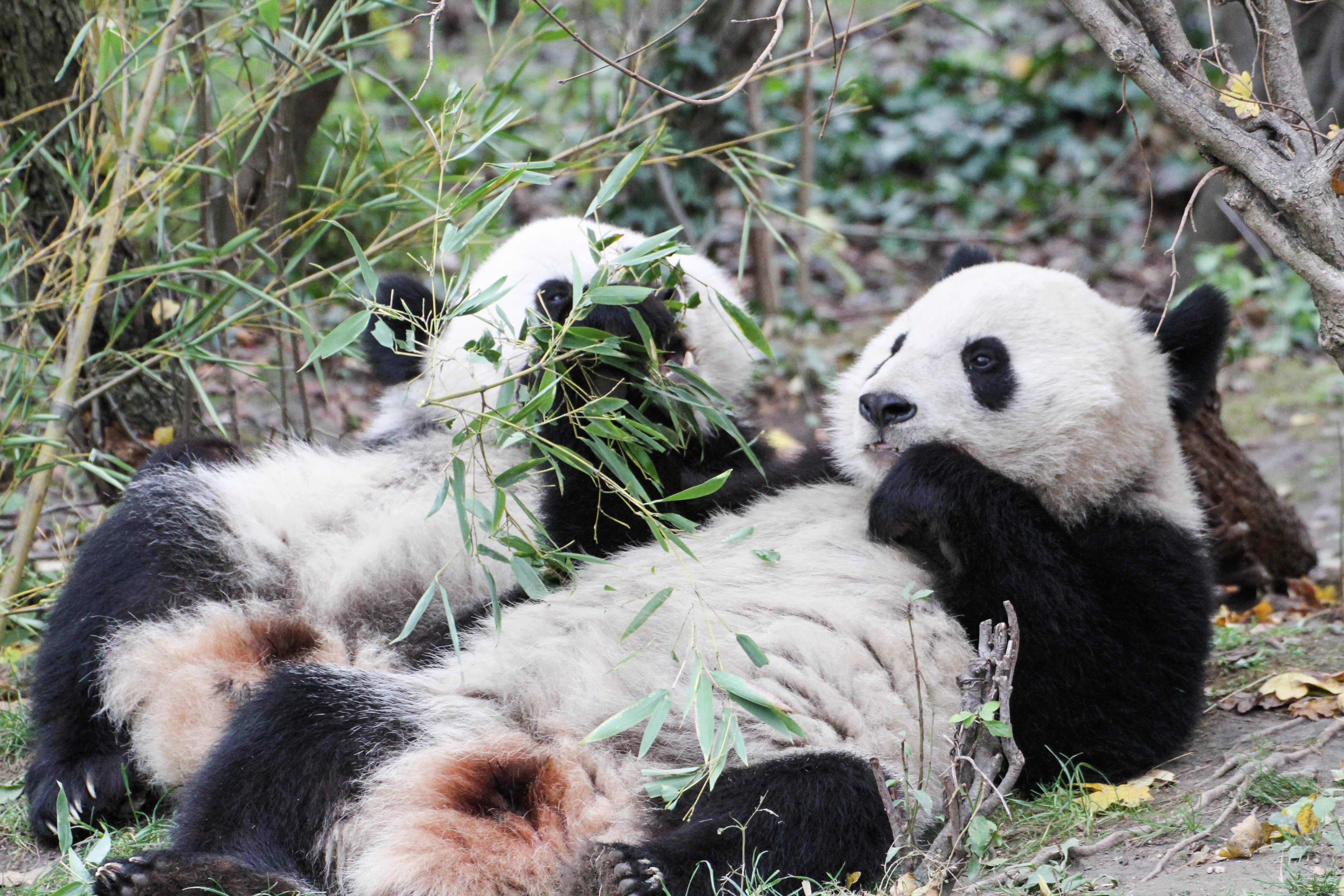 Tiergarten Schönbrunn