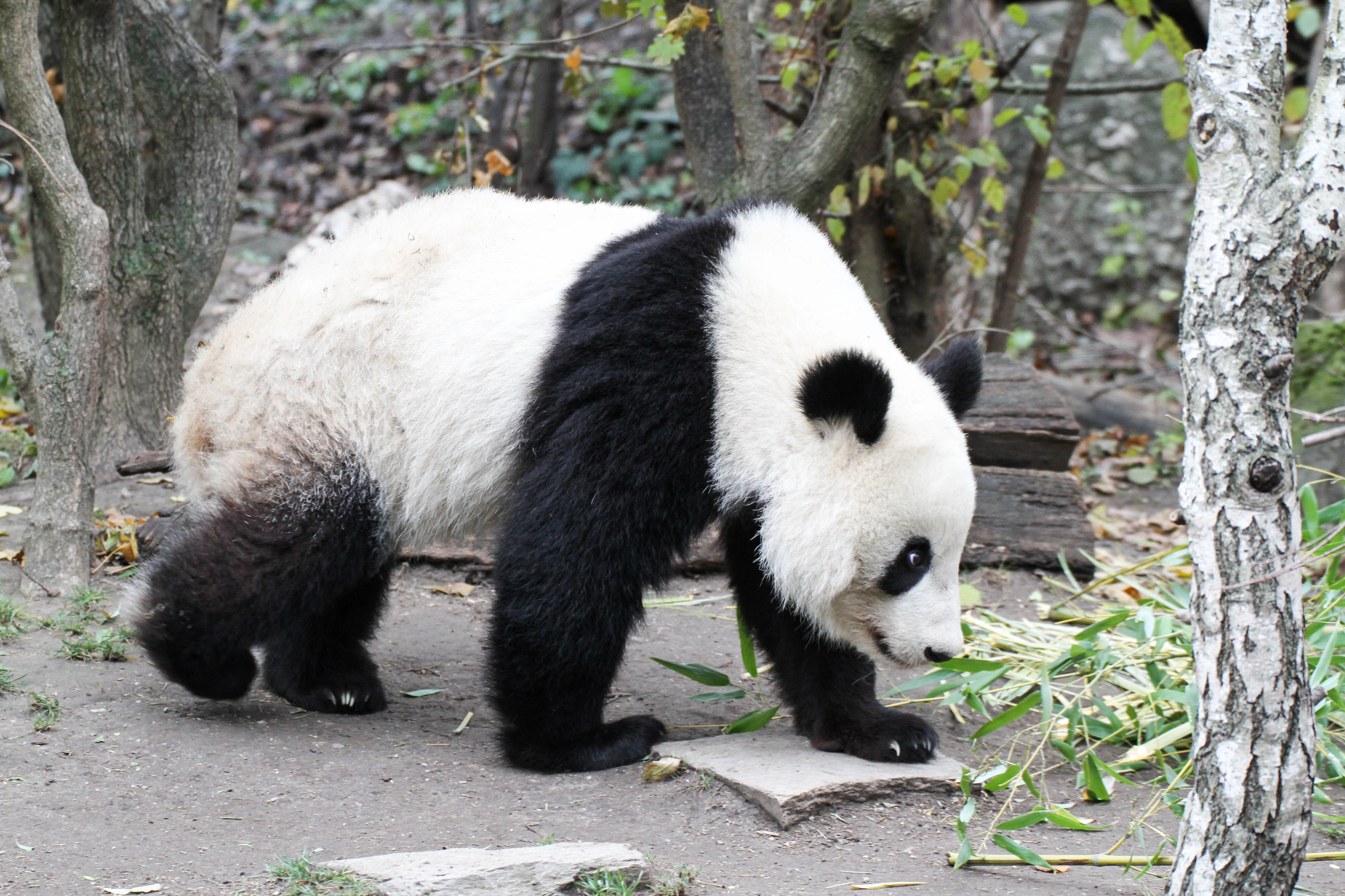 Tiergarten Schönbrunn