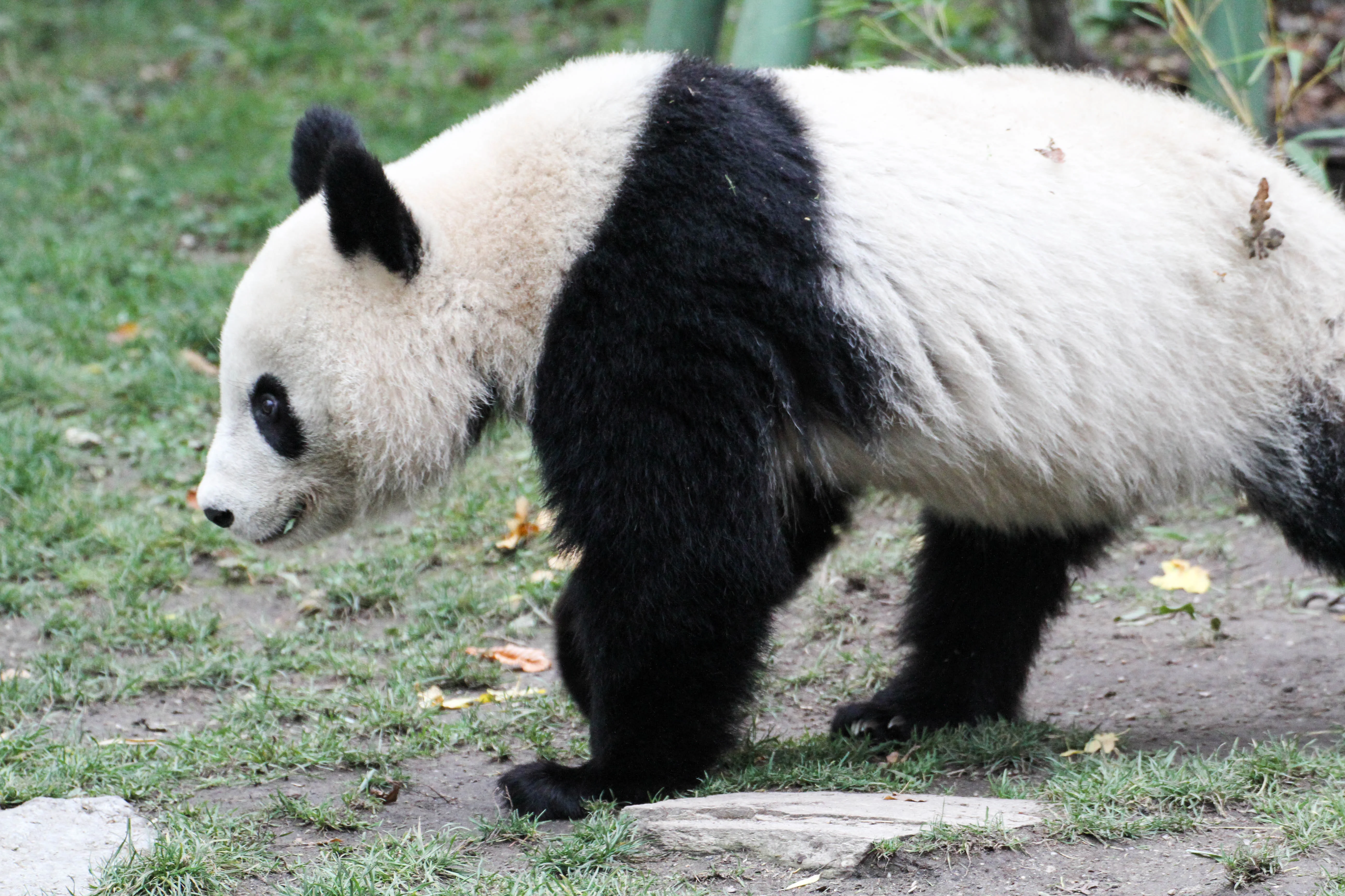 Tiergarten Schönbrunn