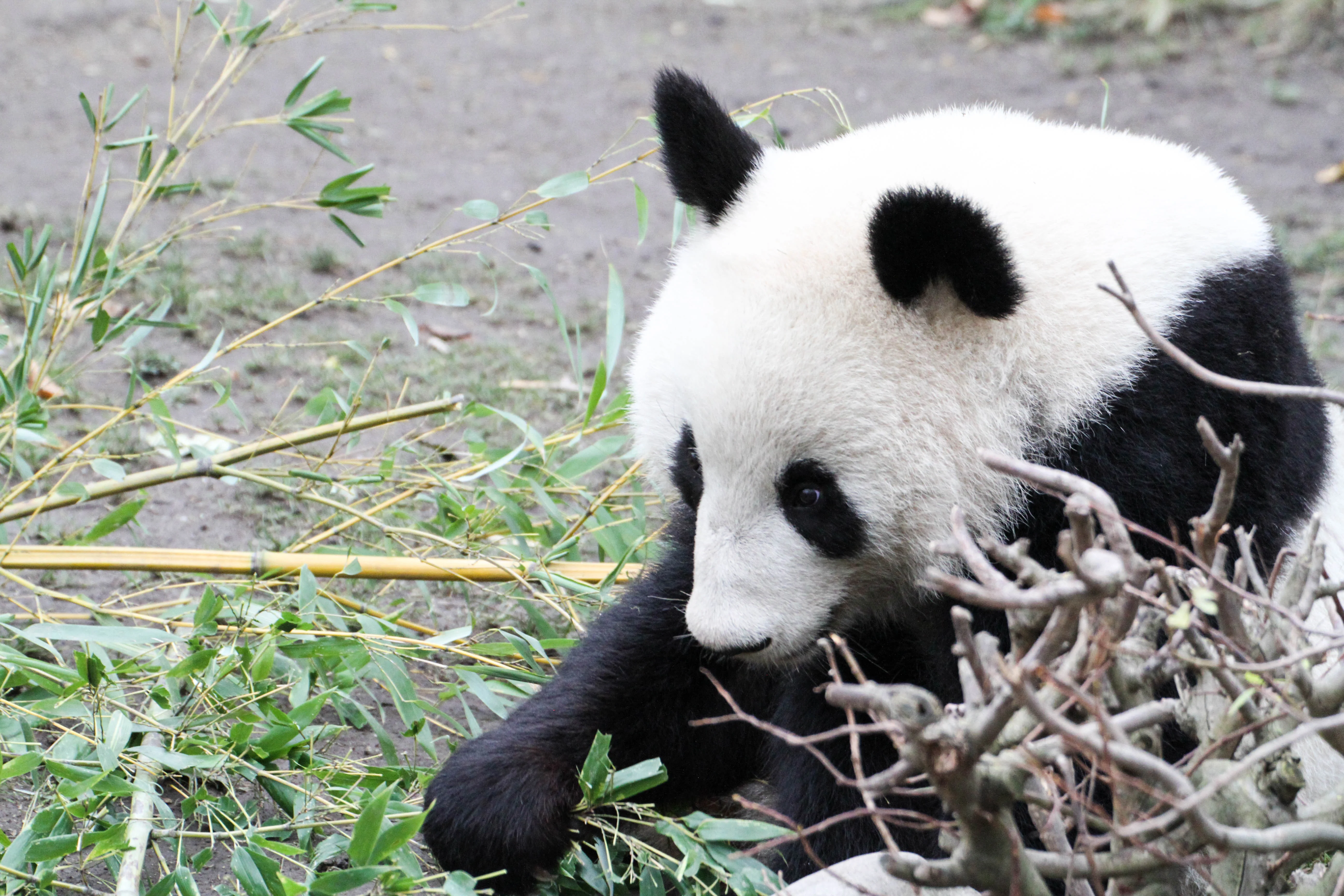 Tiergarten Schönbrunn
