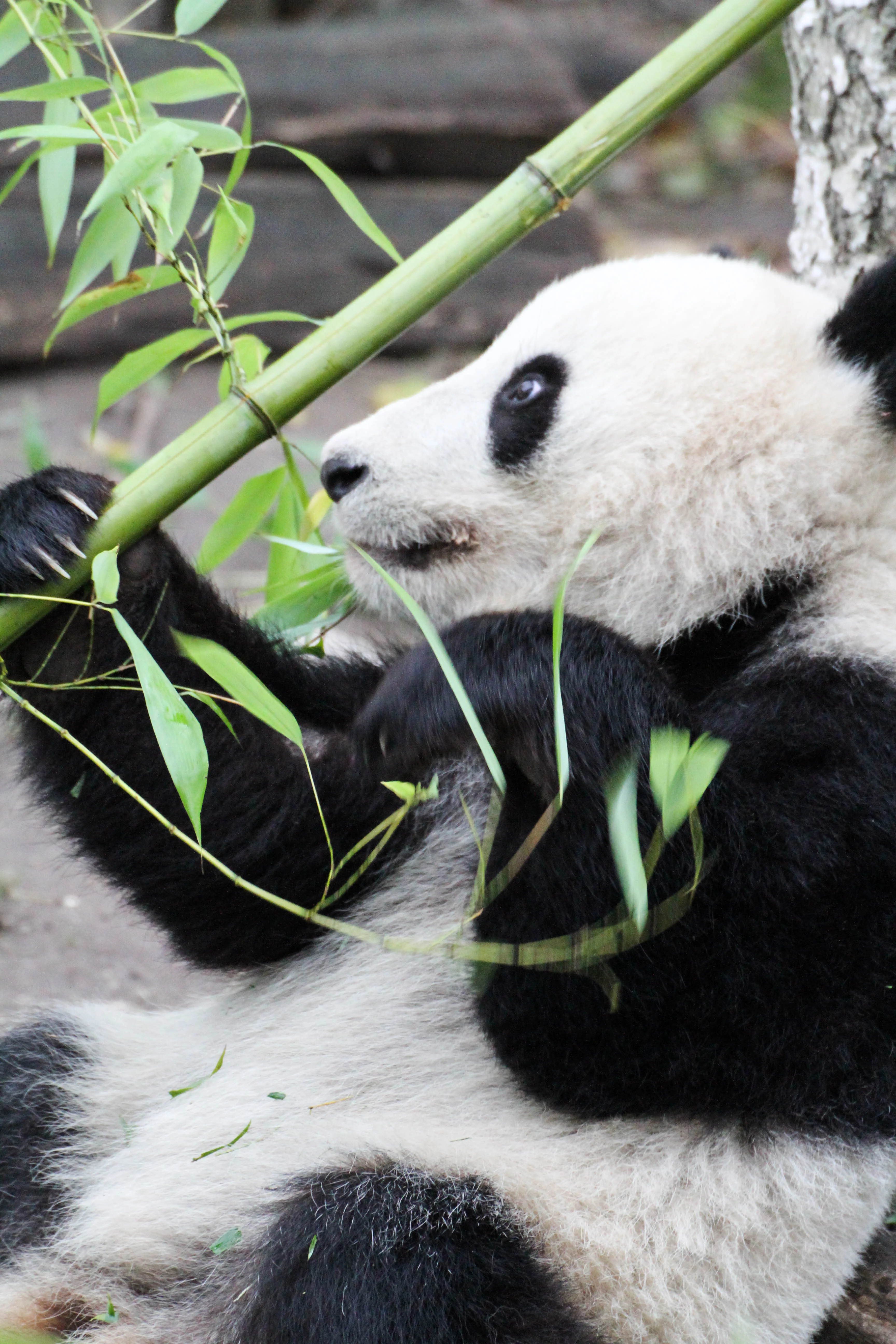 Tiergarten Schönbrunn