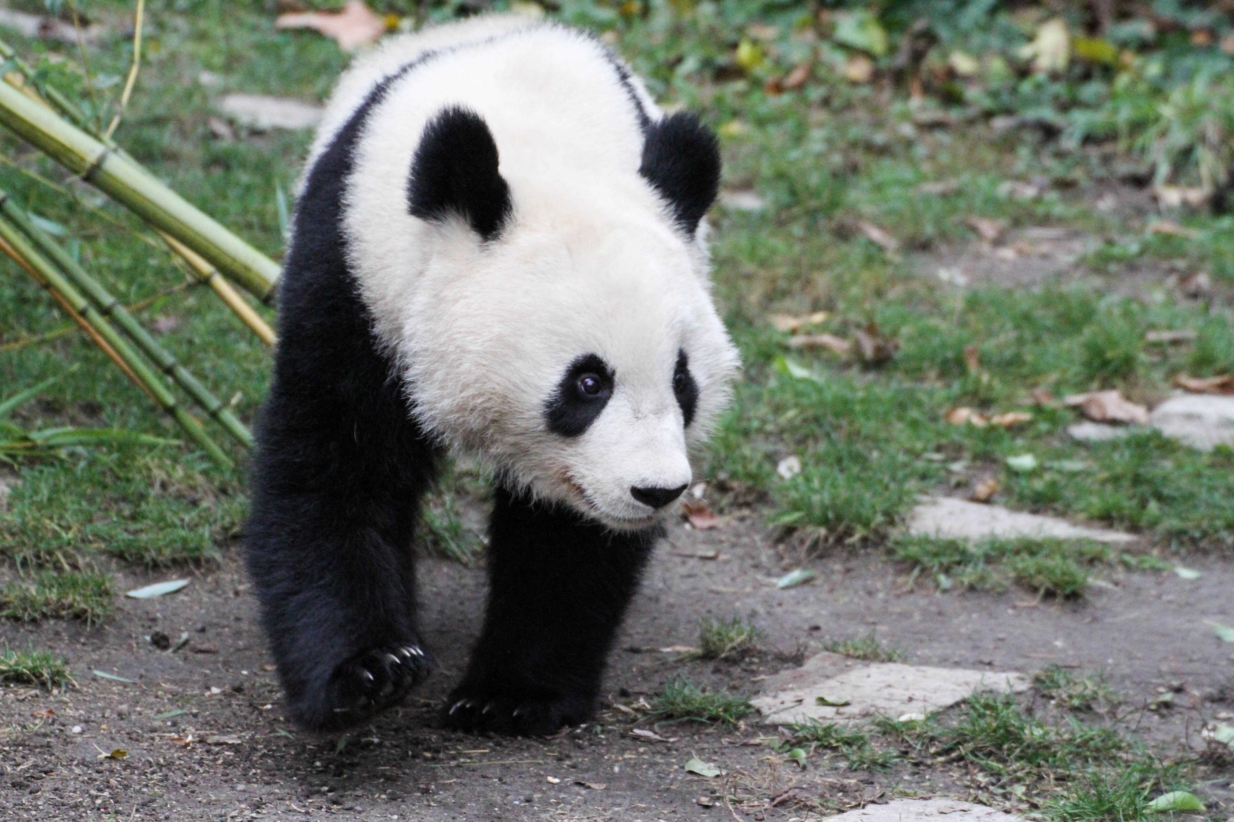 Tiergarten Schönbrunn