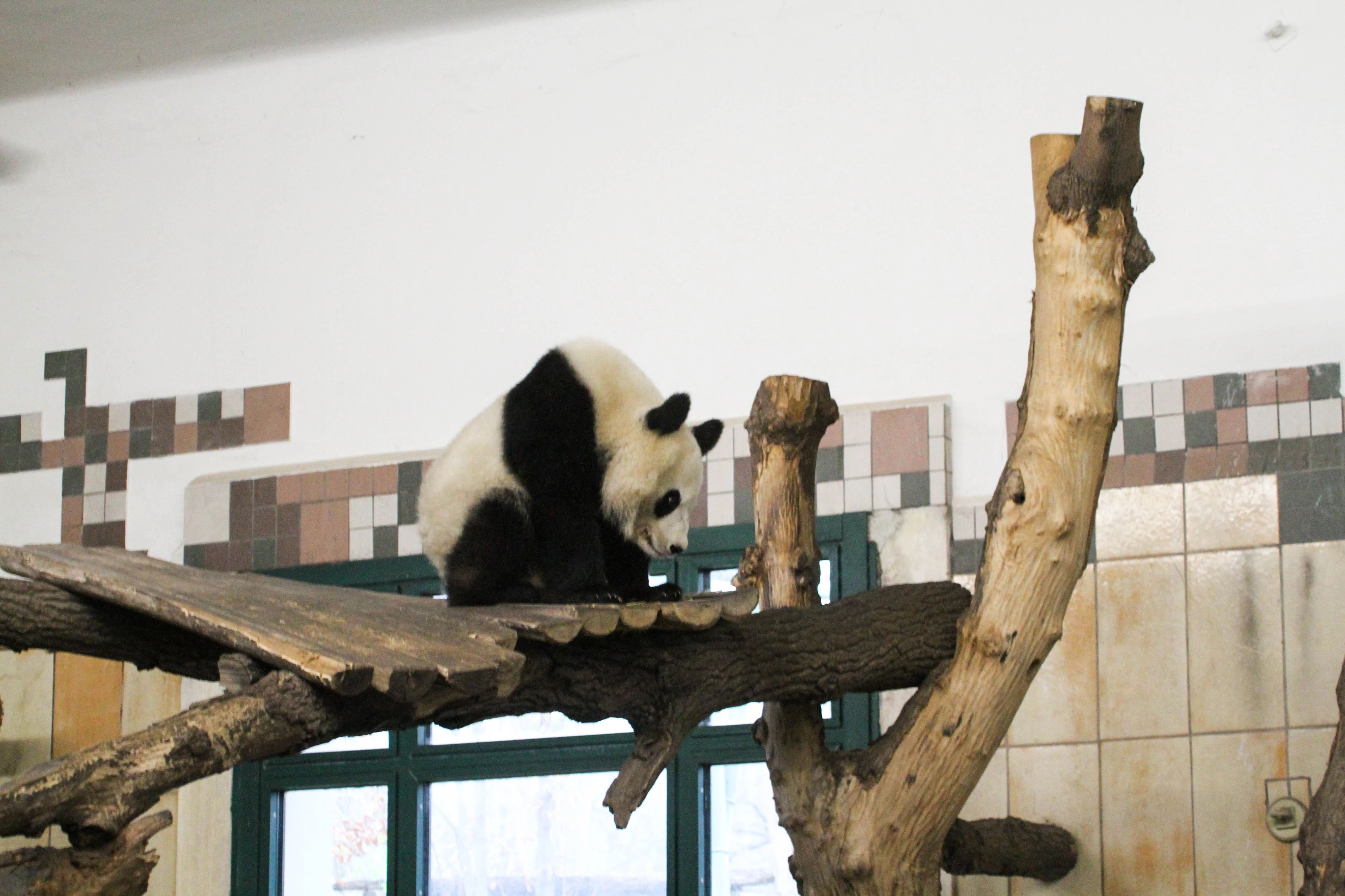 Tiergarten Schönbrunn
