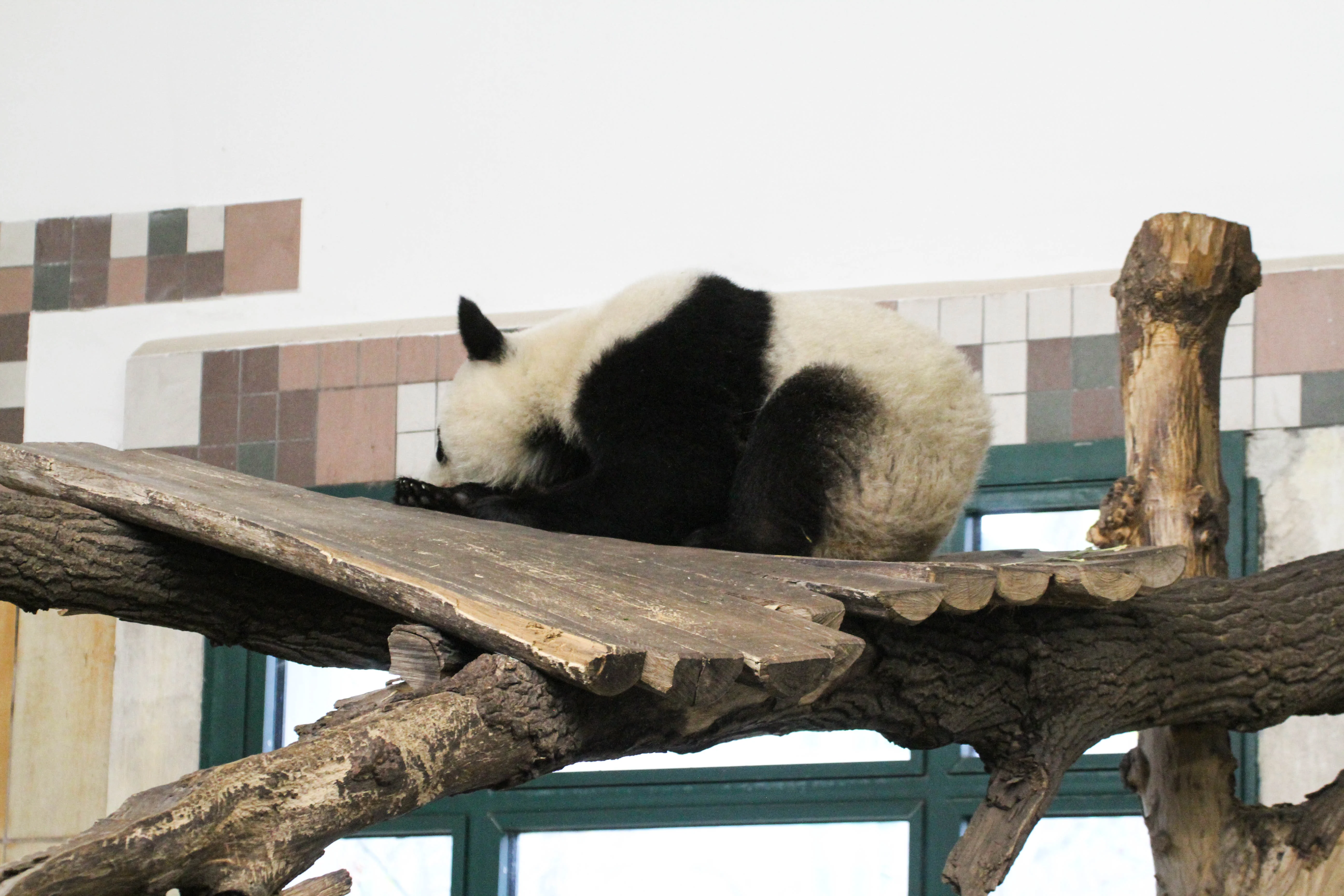 Tiergarten Schönbrunn