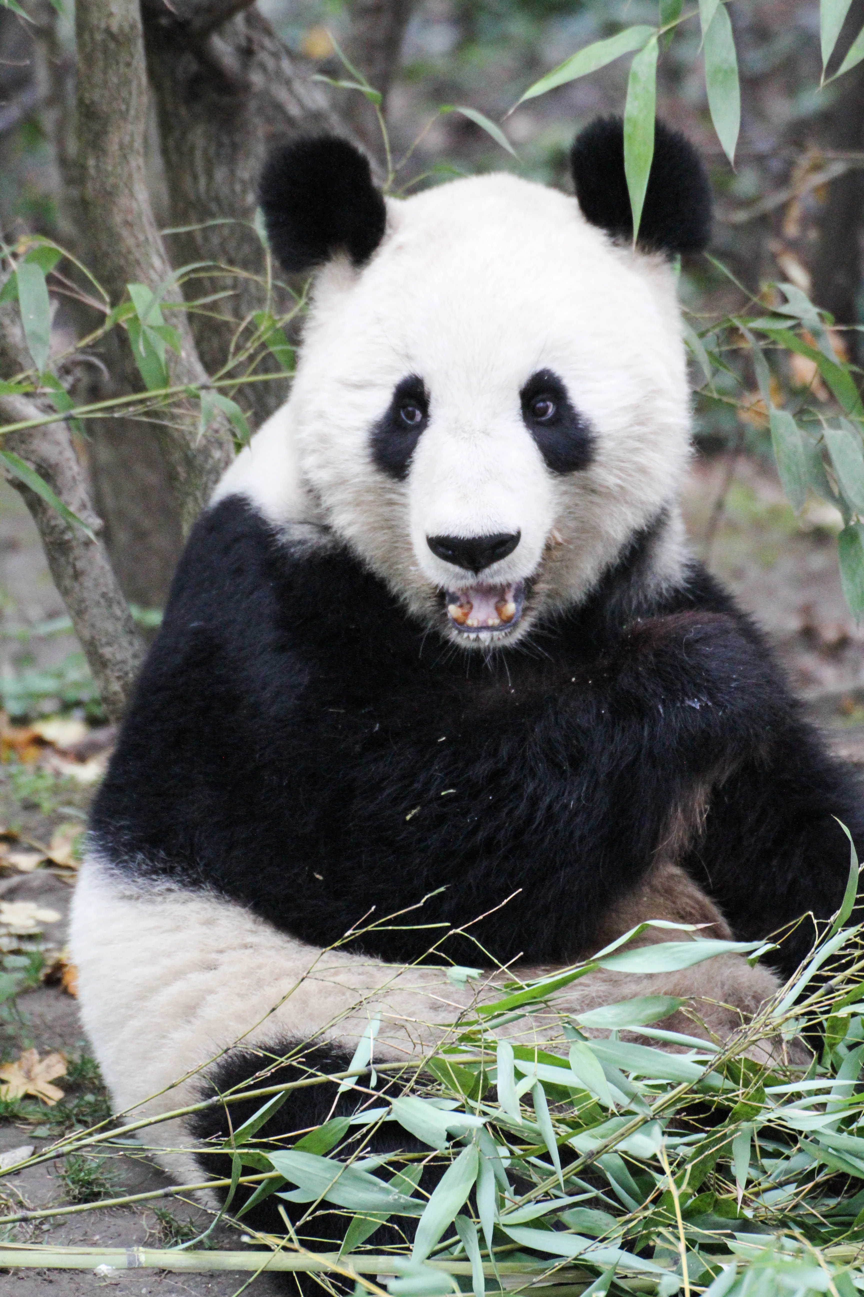 Tiergarten Schönbrunn