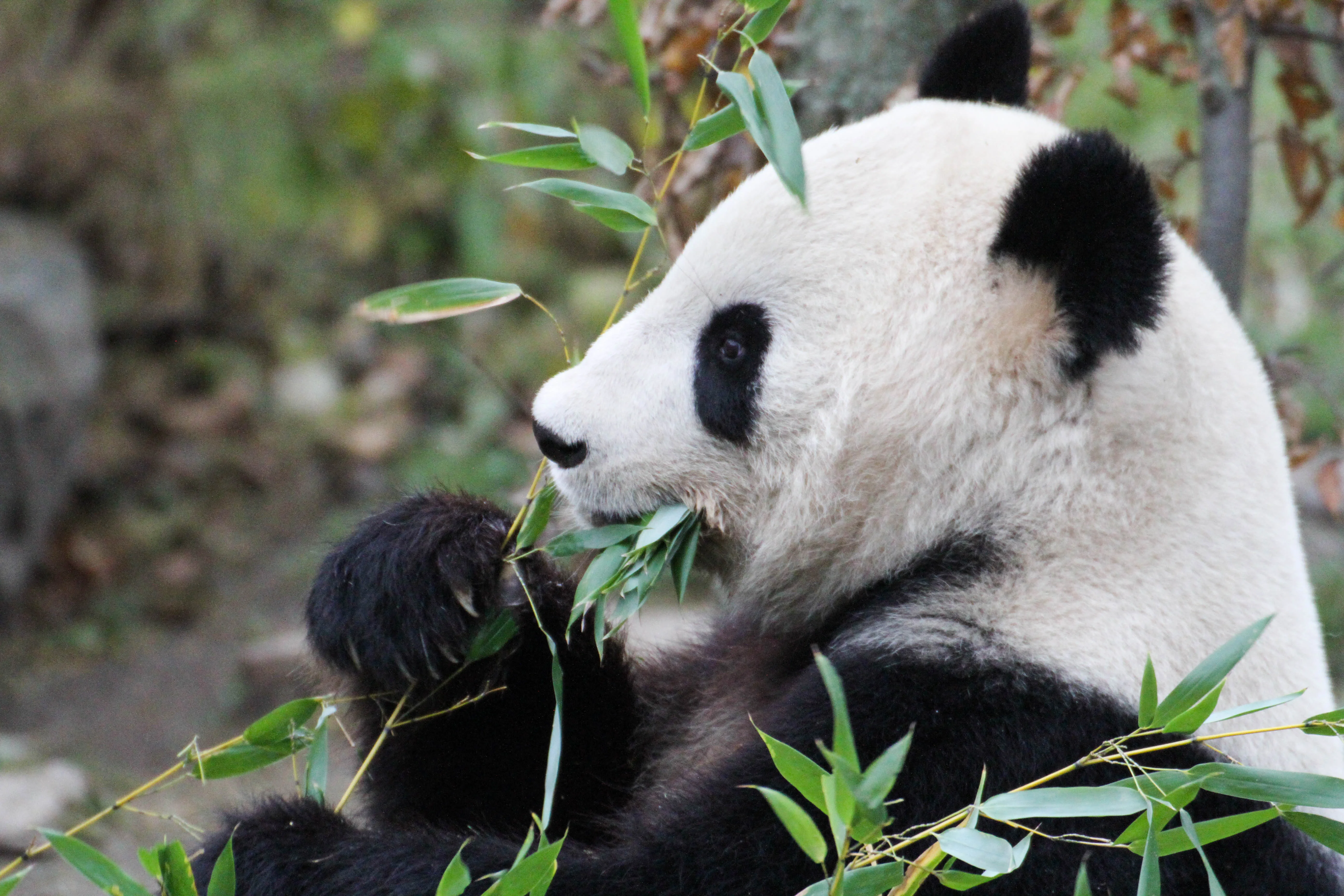 Tiergarten Schönbrunn