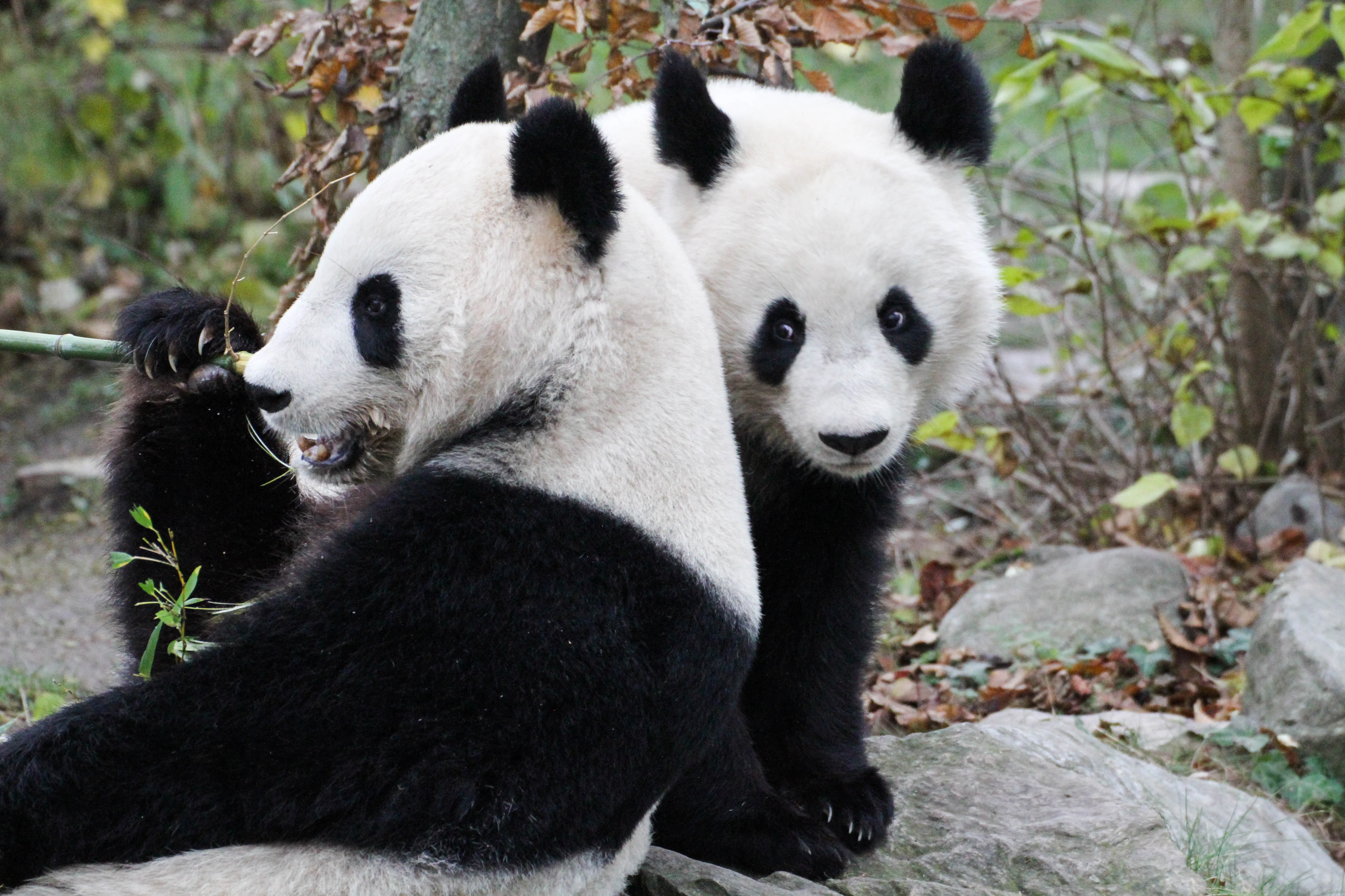 Tiergarten Schönbrunn