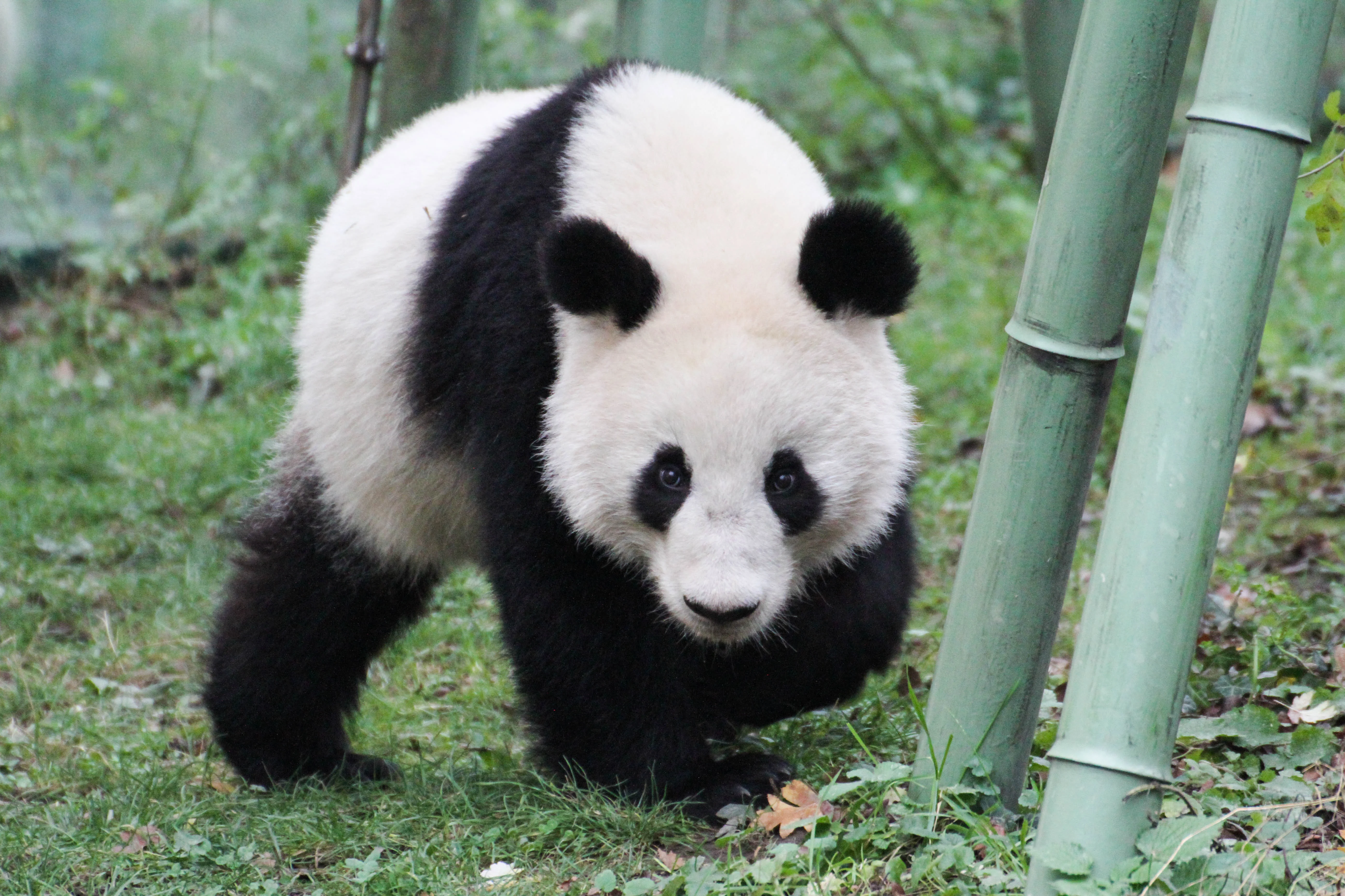 Tiergarten Schönbrunn