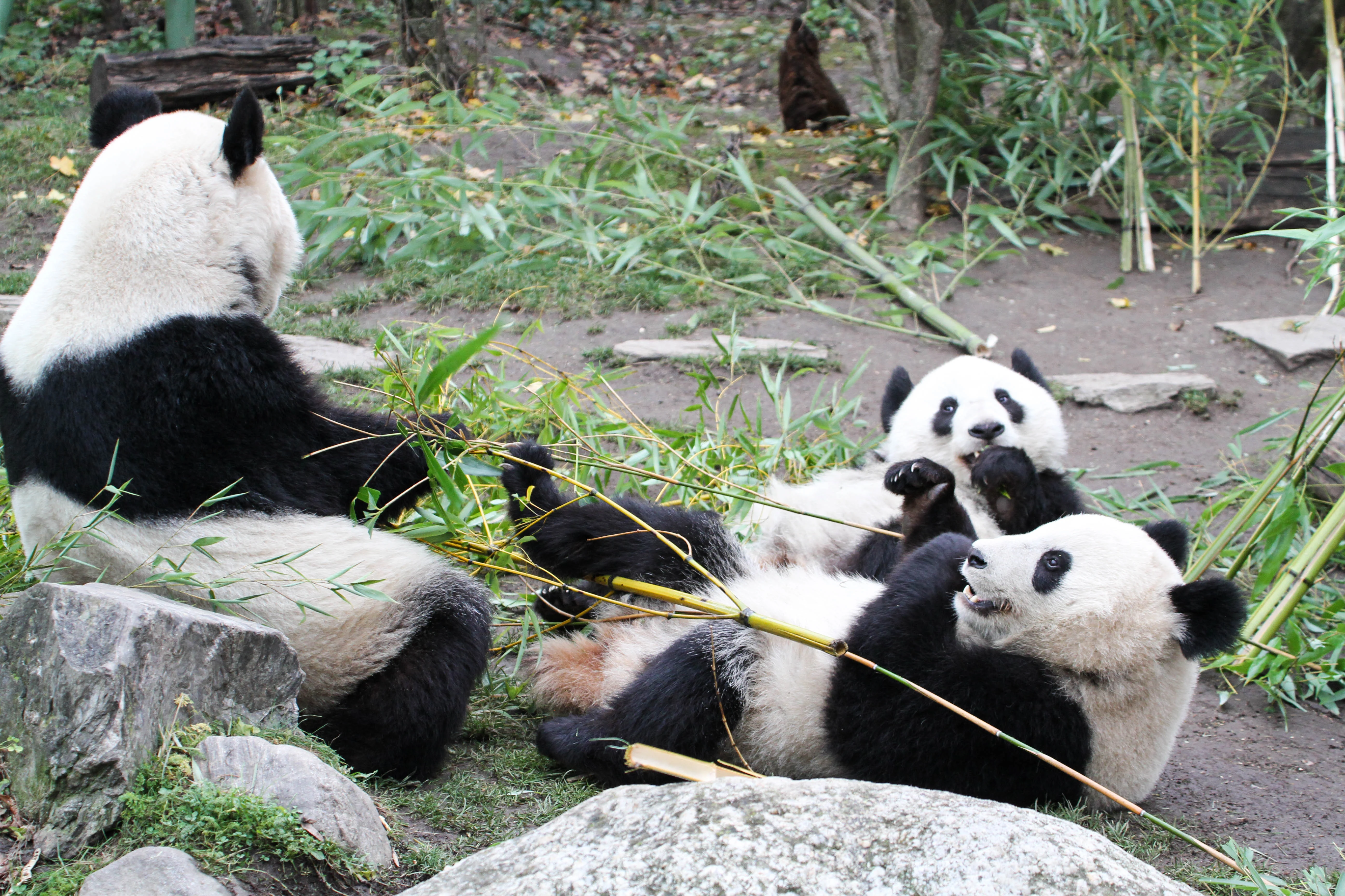 Tiergarten Schönbrunn