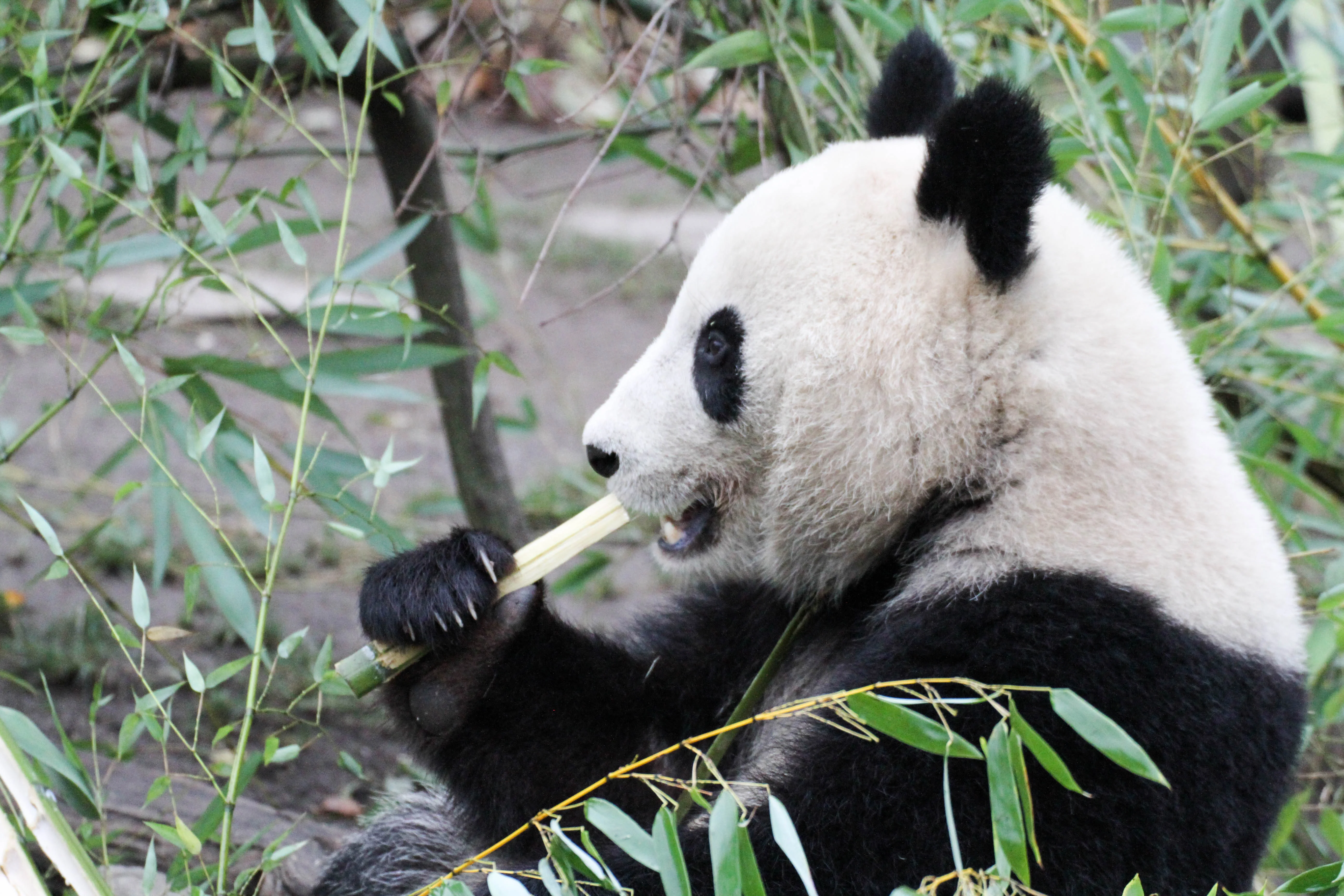 Tiergarten Schönbrunn