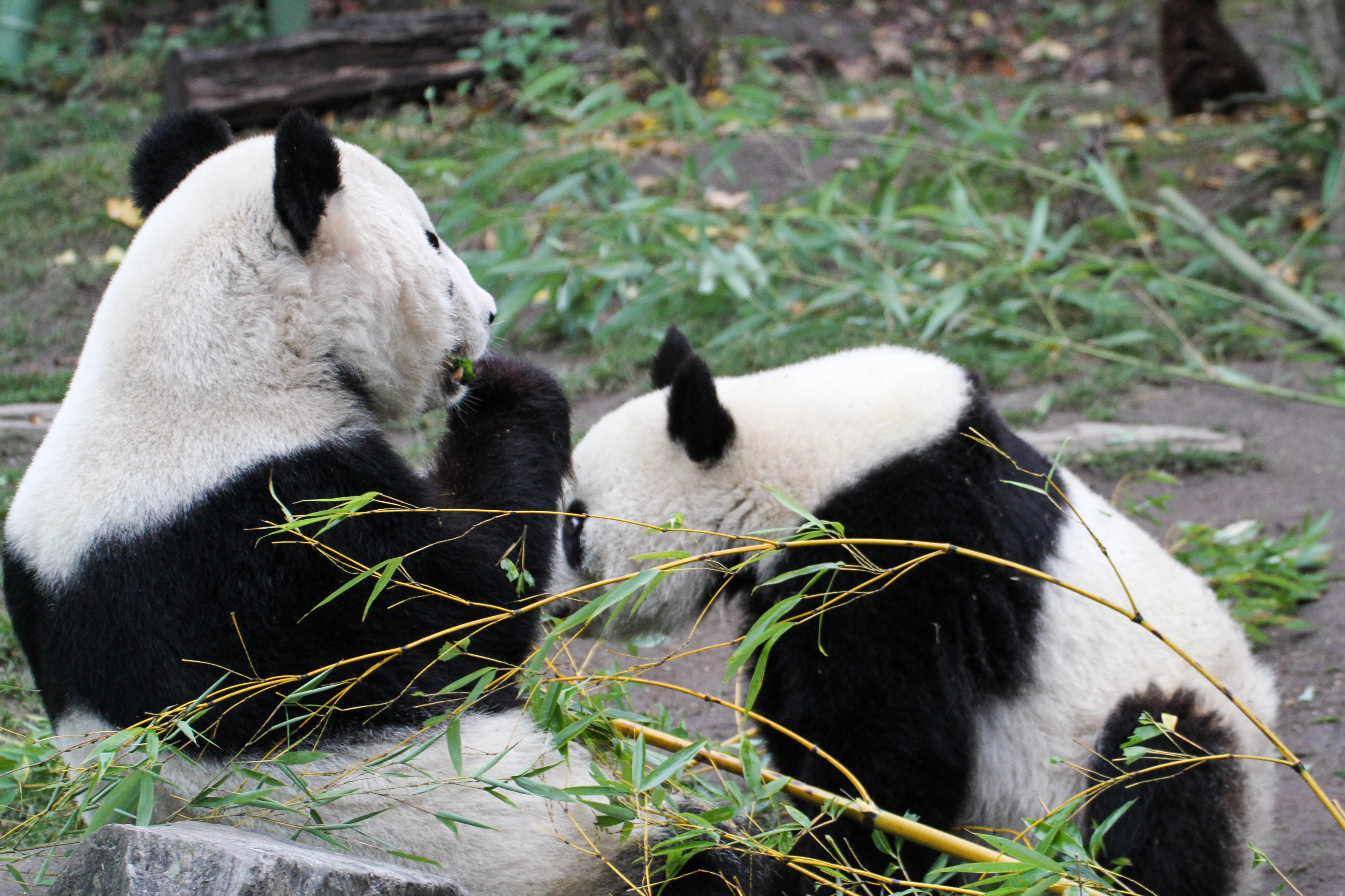Tiergarten Schönbrunn
