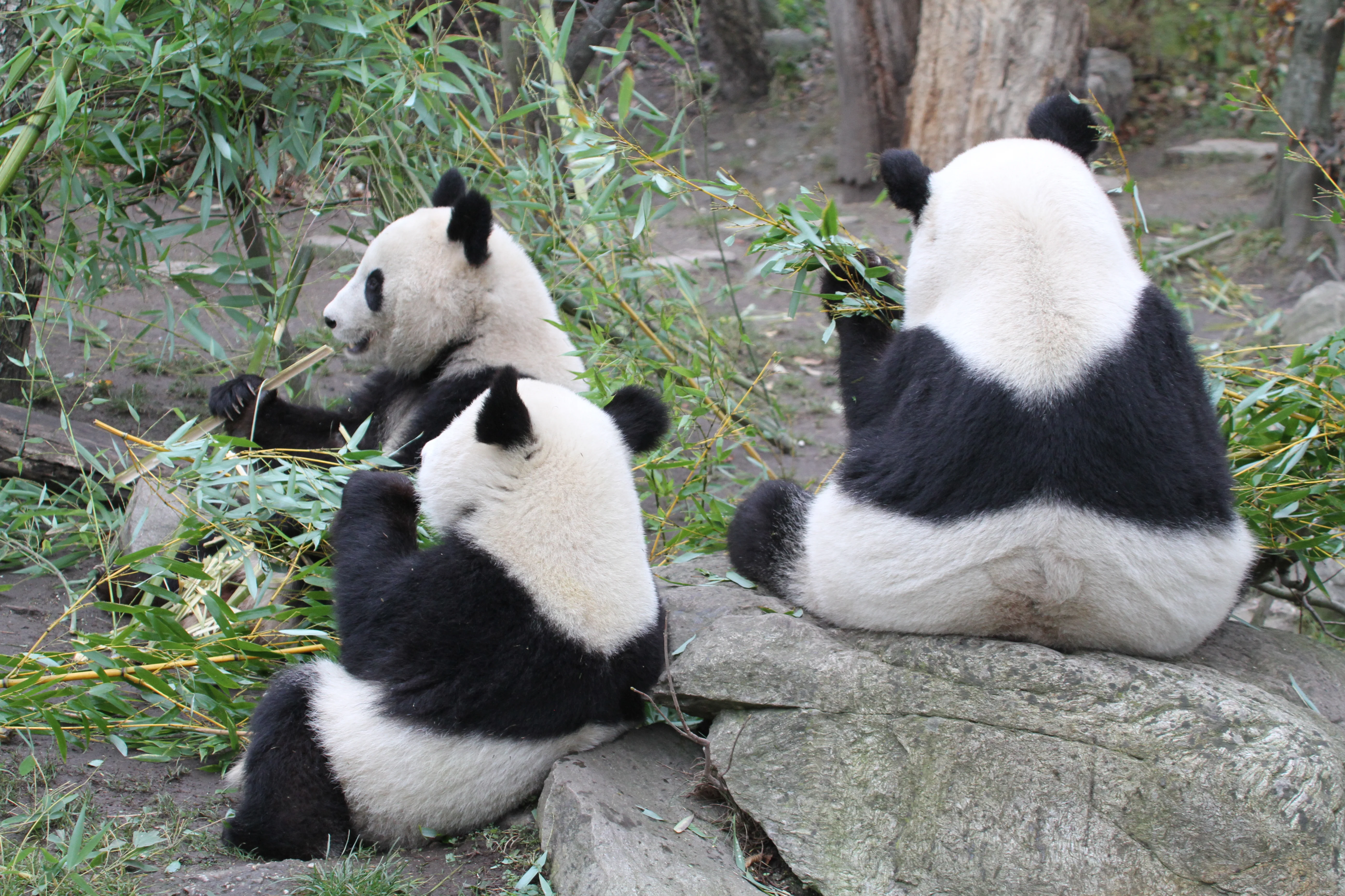 Tiergarten Schönbrunn