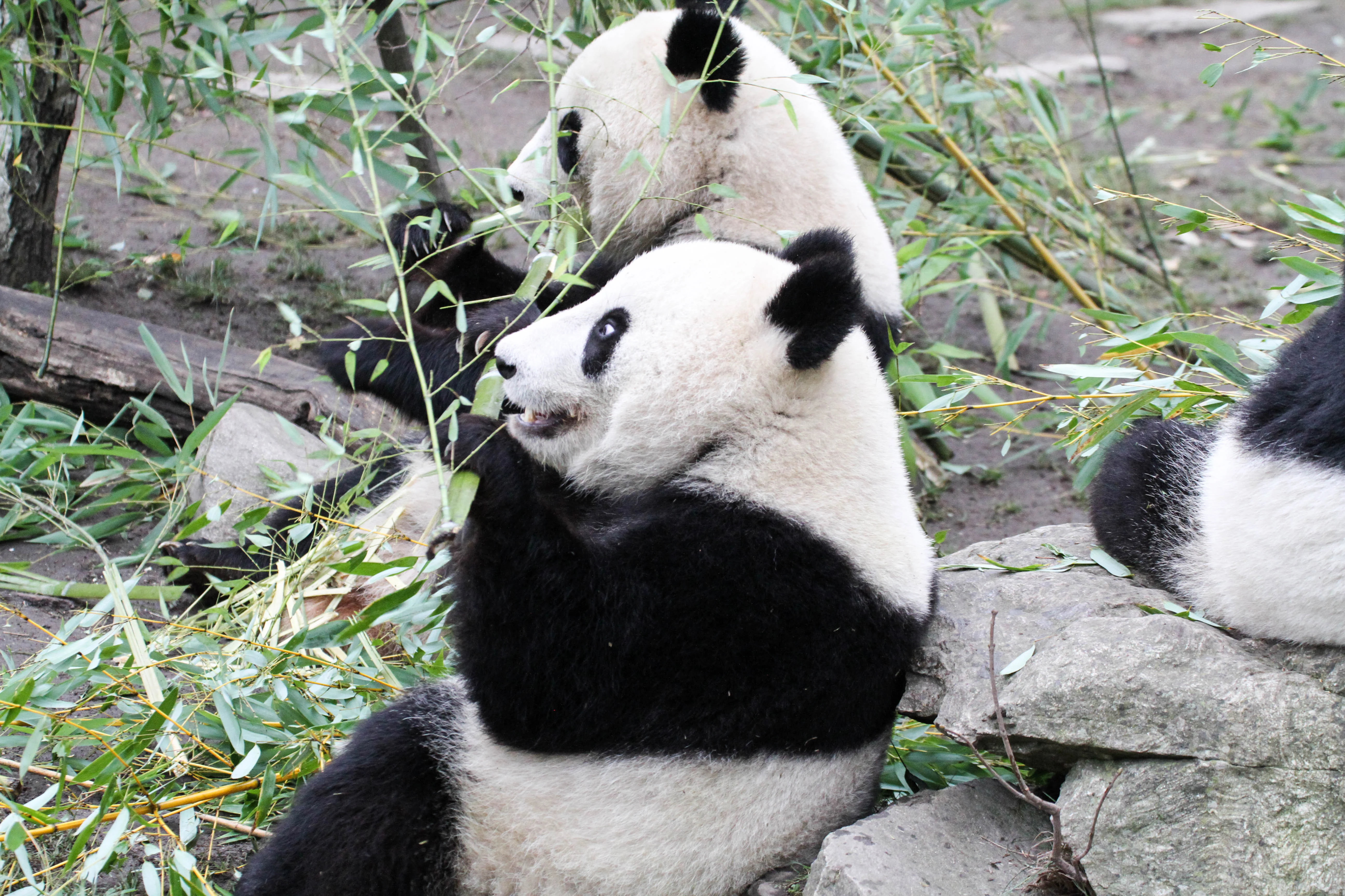 Tiergarten Schönbrunn