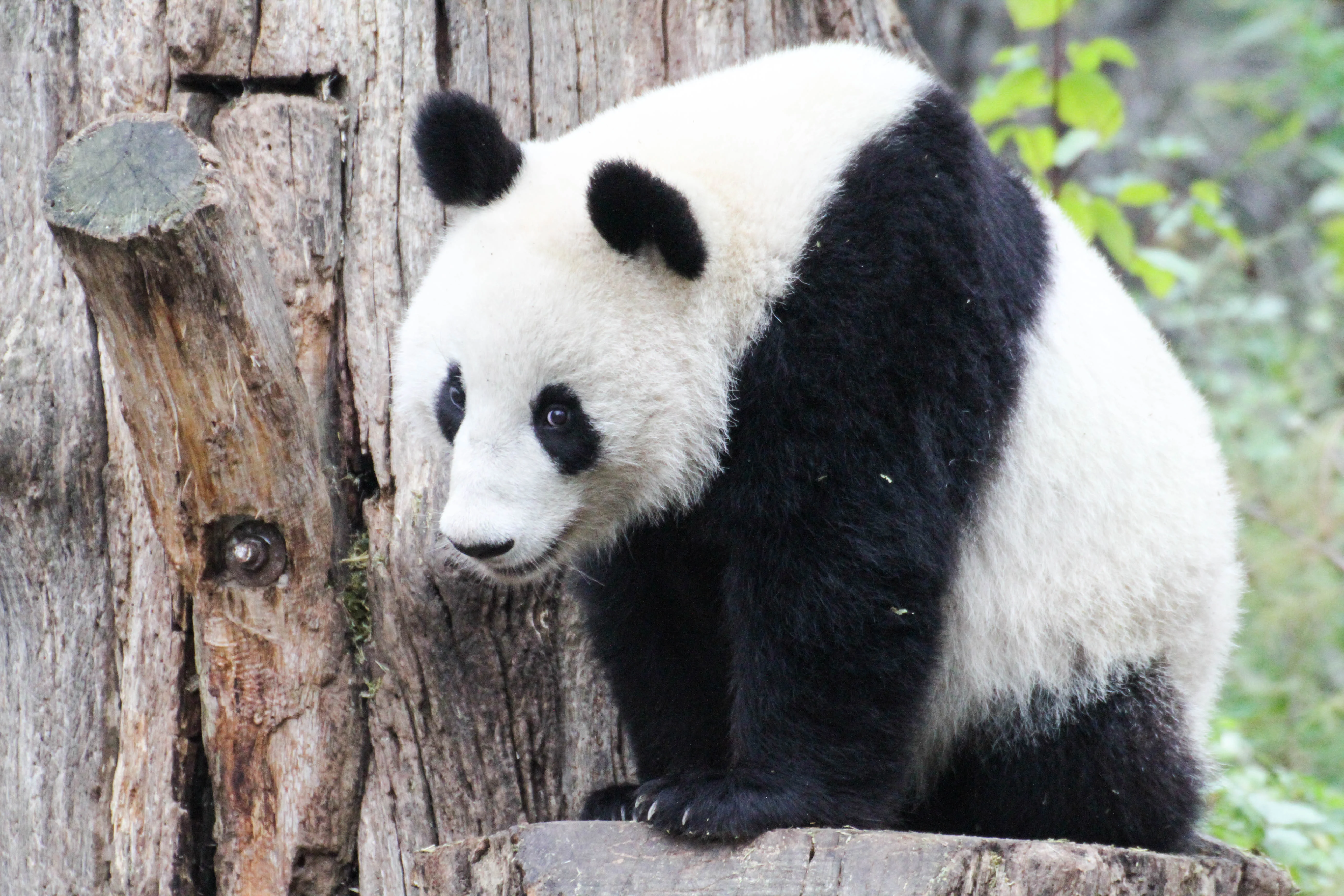 Tiergarten Schönbrunn
