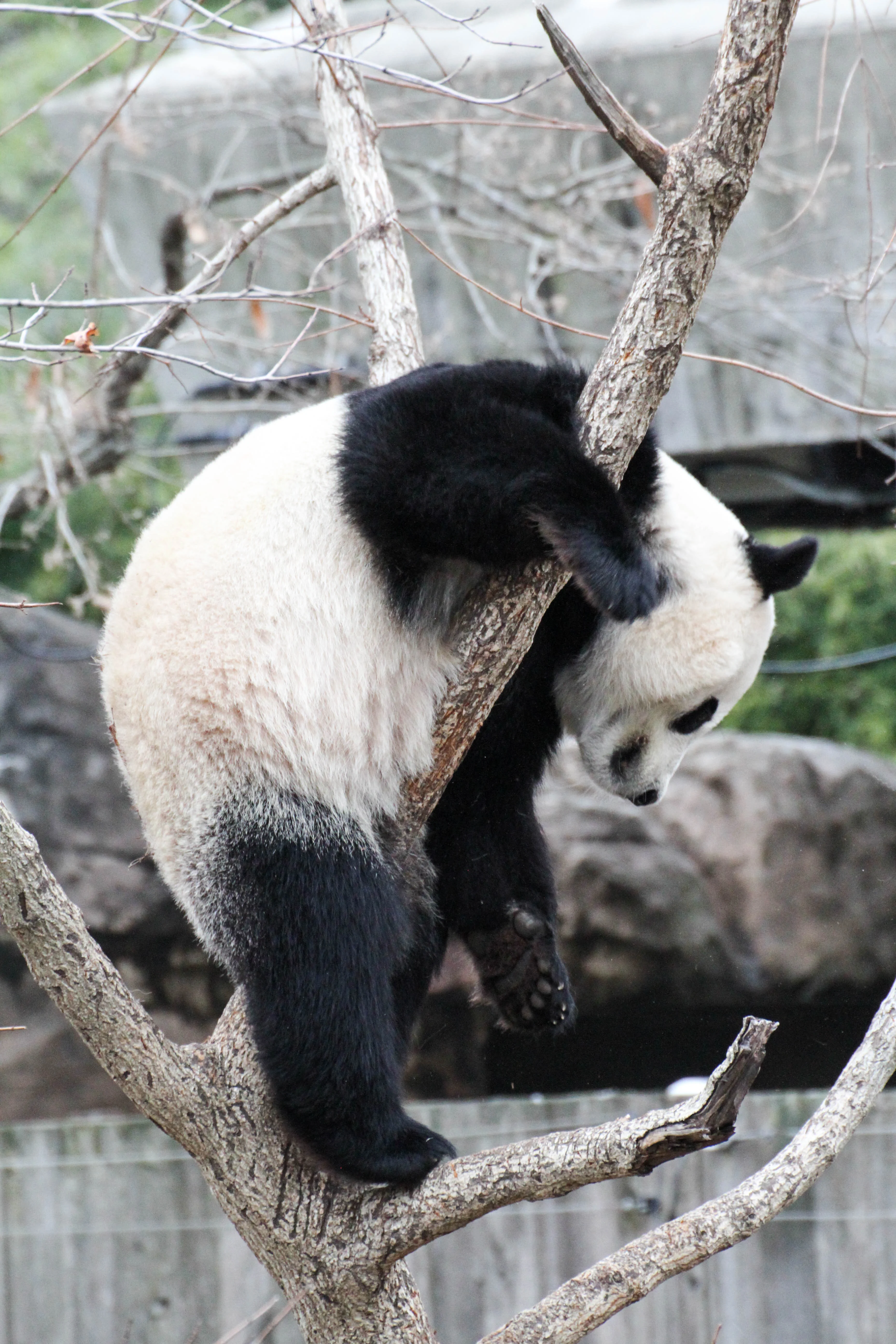 Smithsonian's National Zoo