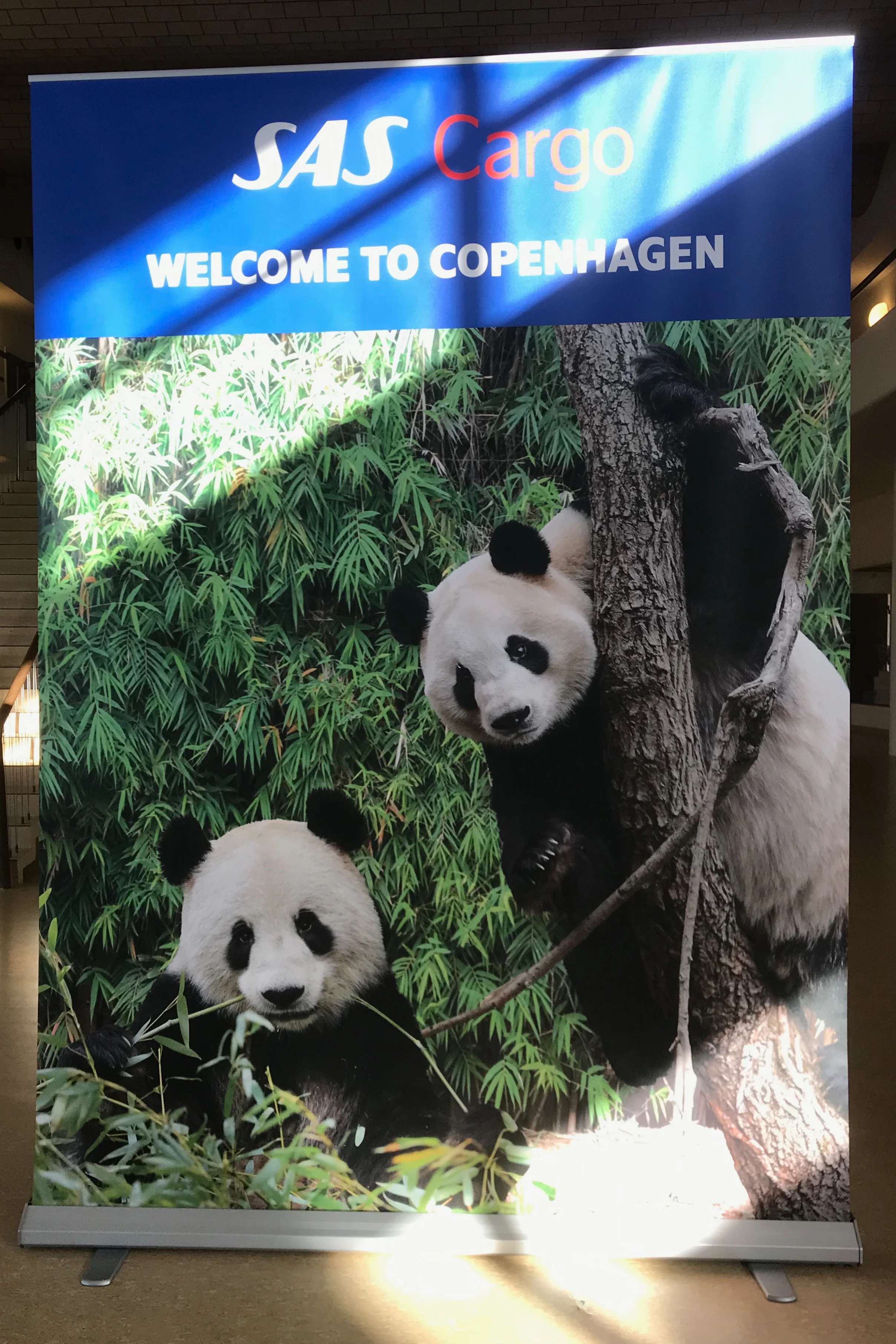 Arrival of Mao Sun &amp; Xing Er in Denmark