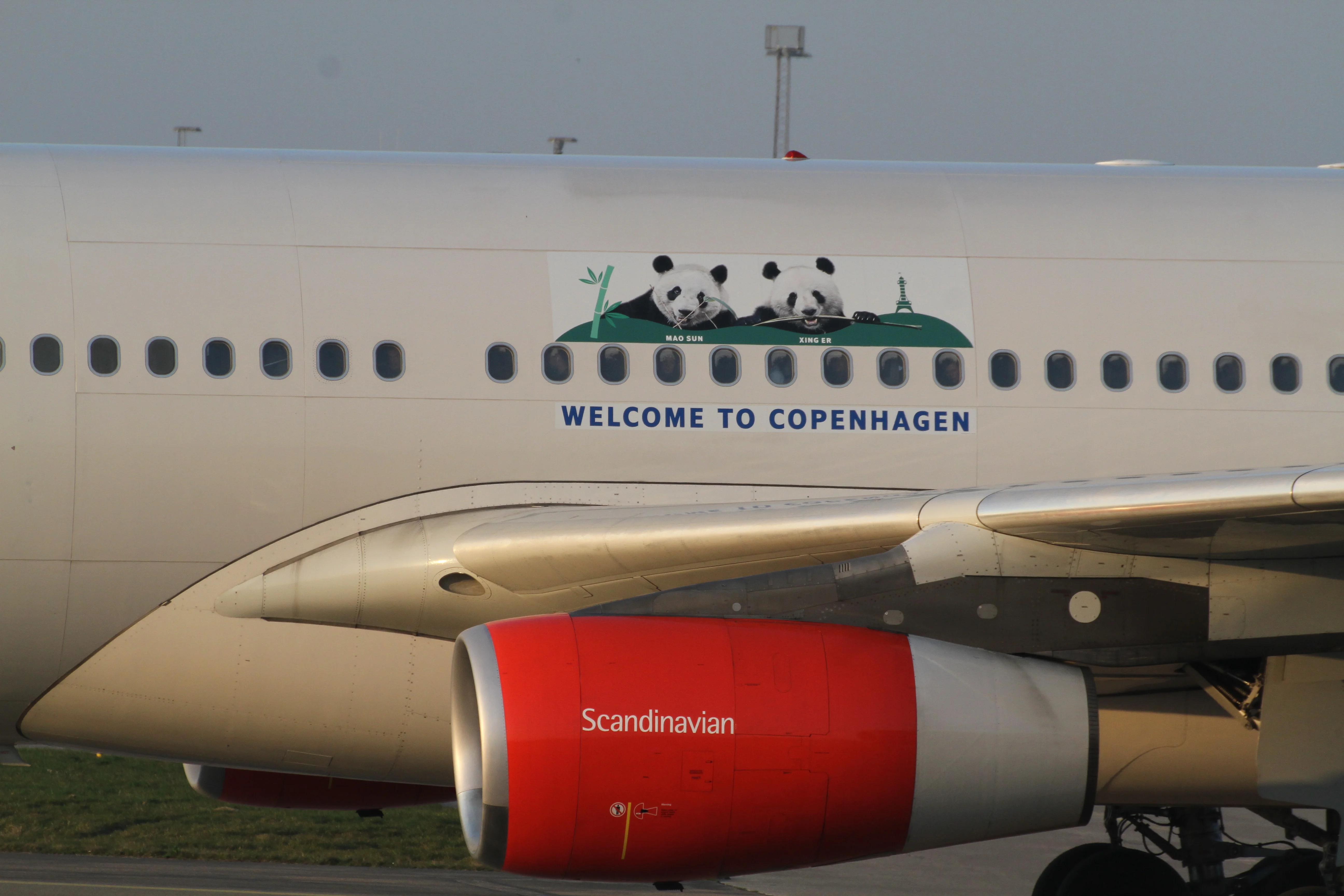 Arrival of Mao Sun &amp; Xing Er in Denmark