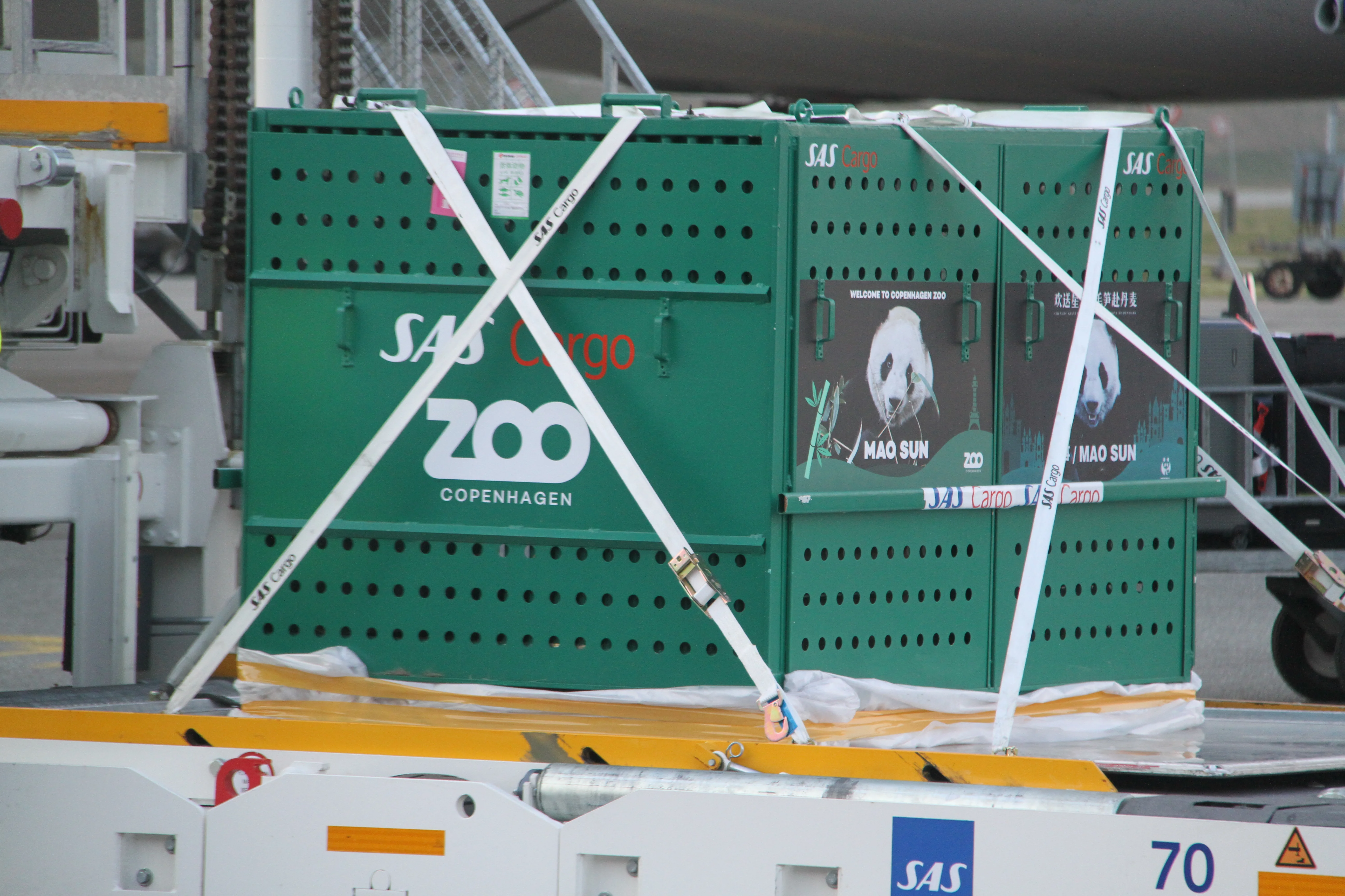 Arrival of Mao Sun &amp; Xing Er in Denmark