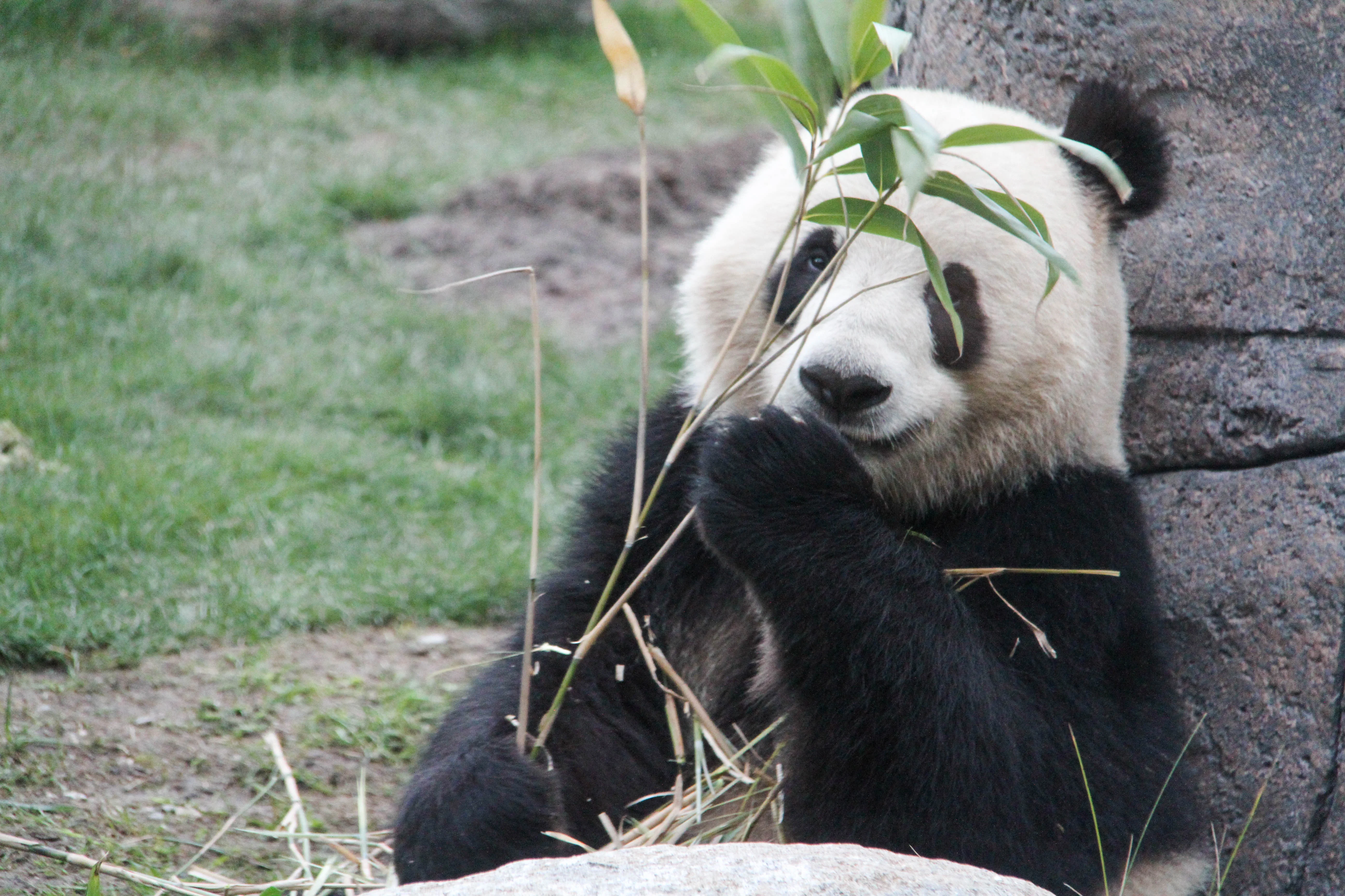 Zoo København - Official Opening