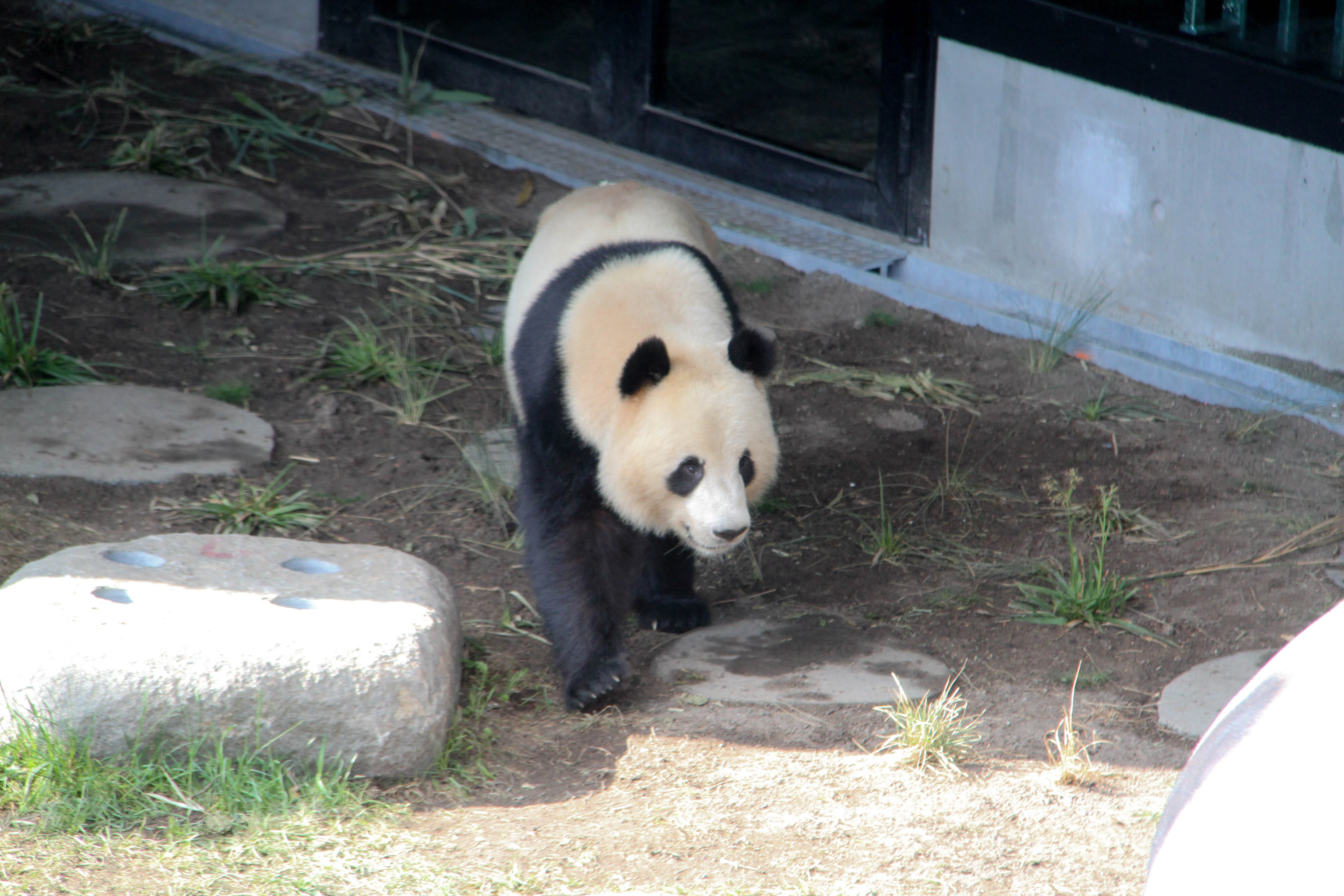 Zoo København - Public Opening