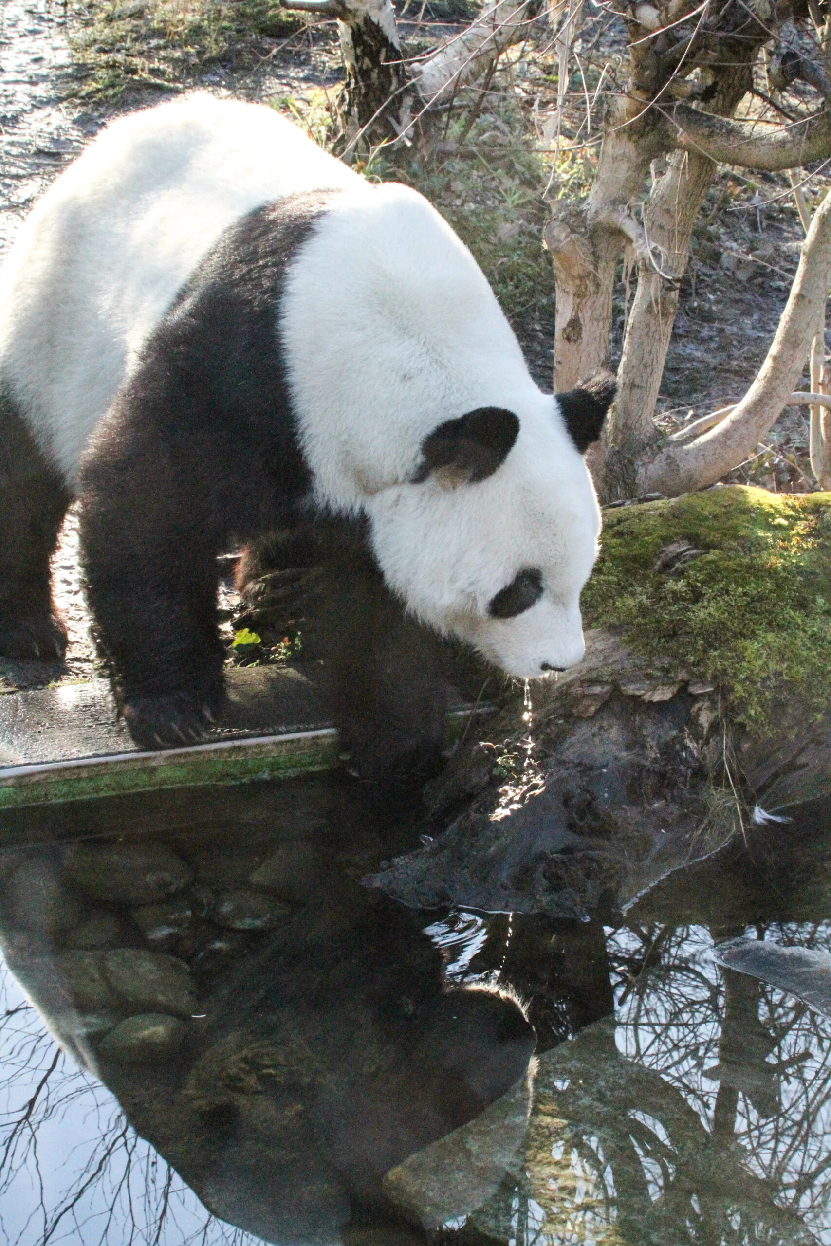 Tiergarten Schönbrunn