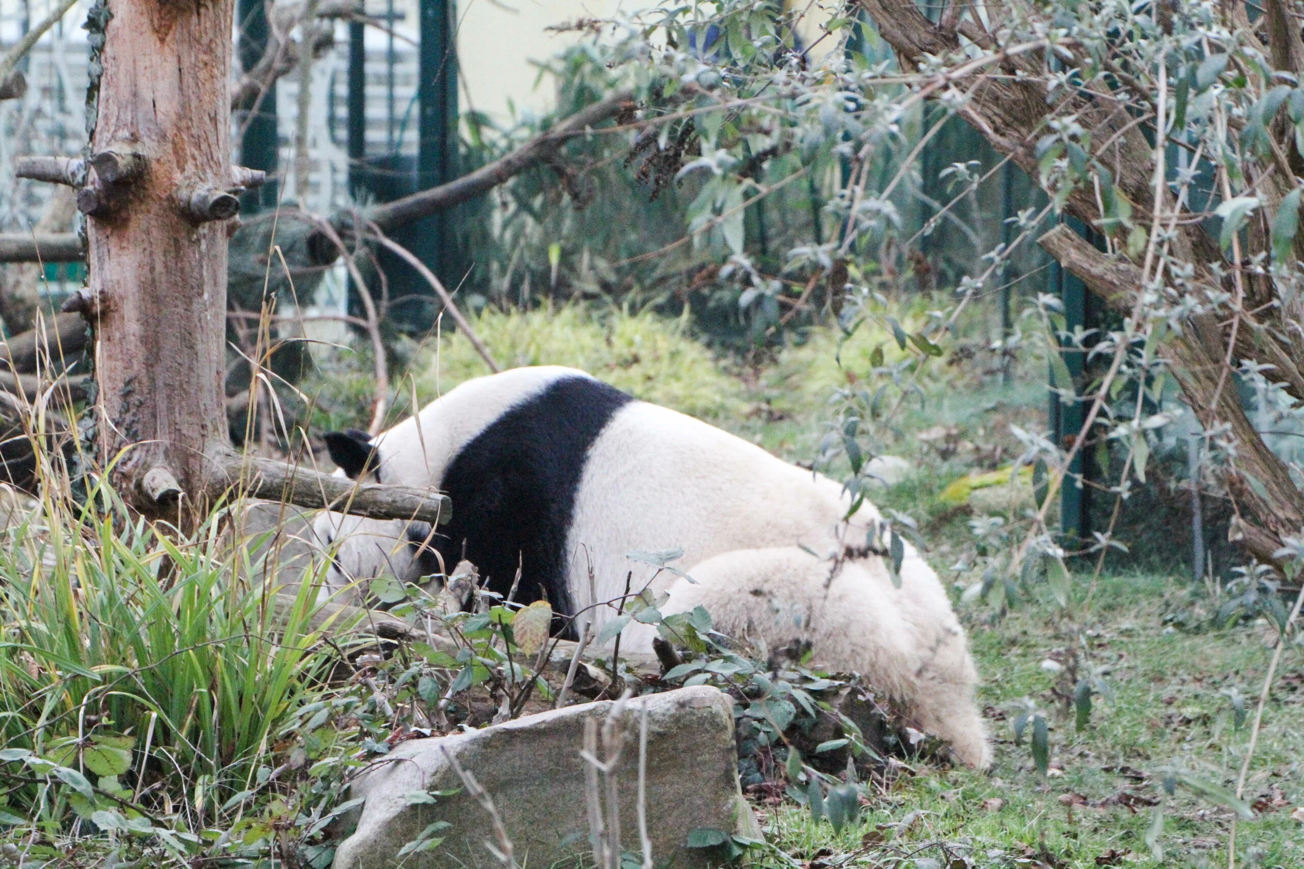 Tiergarten Schönbrunn