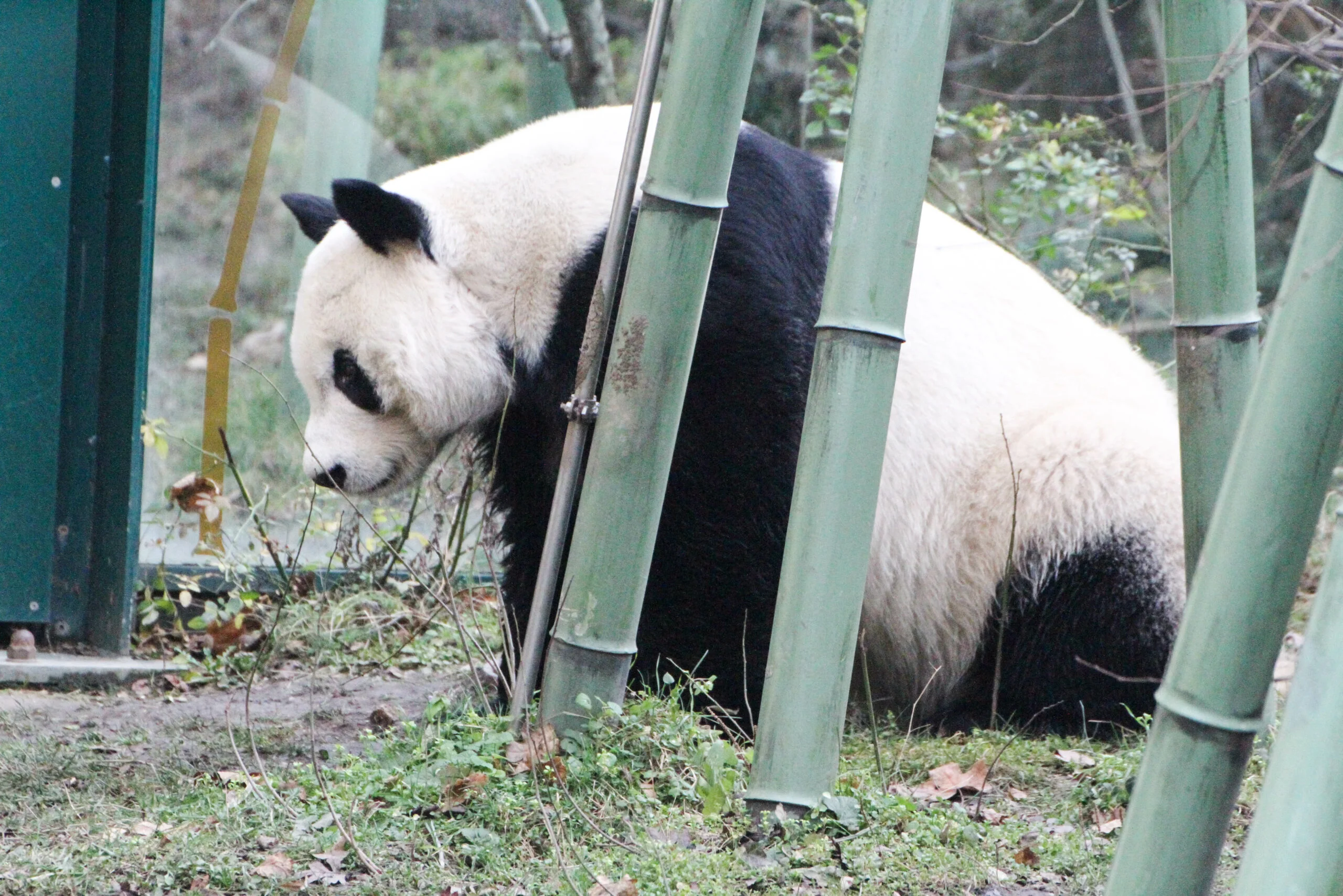 Tiergarten Schönbrunn