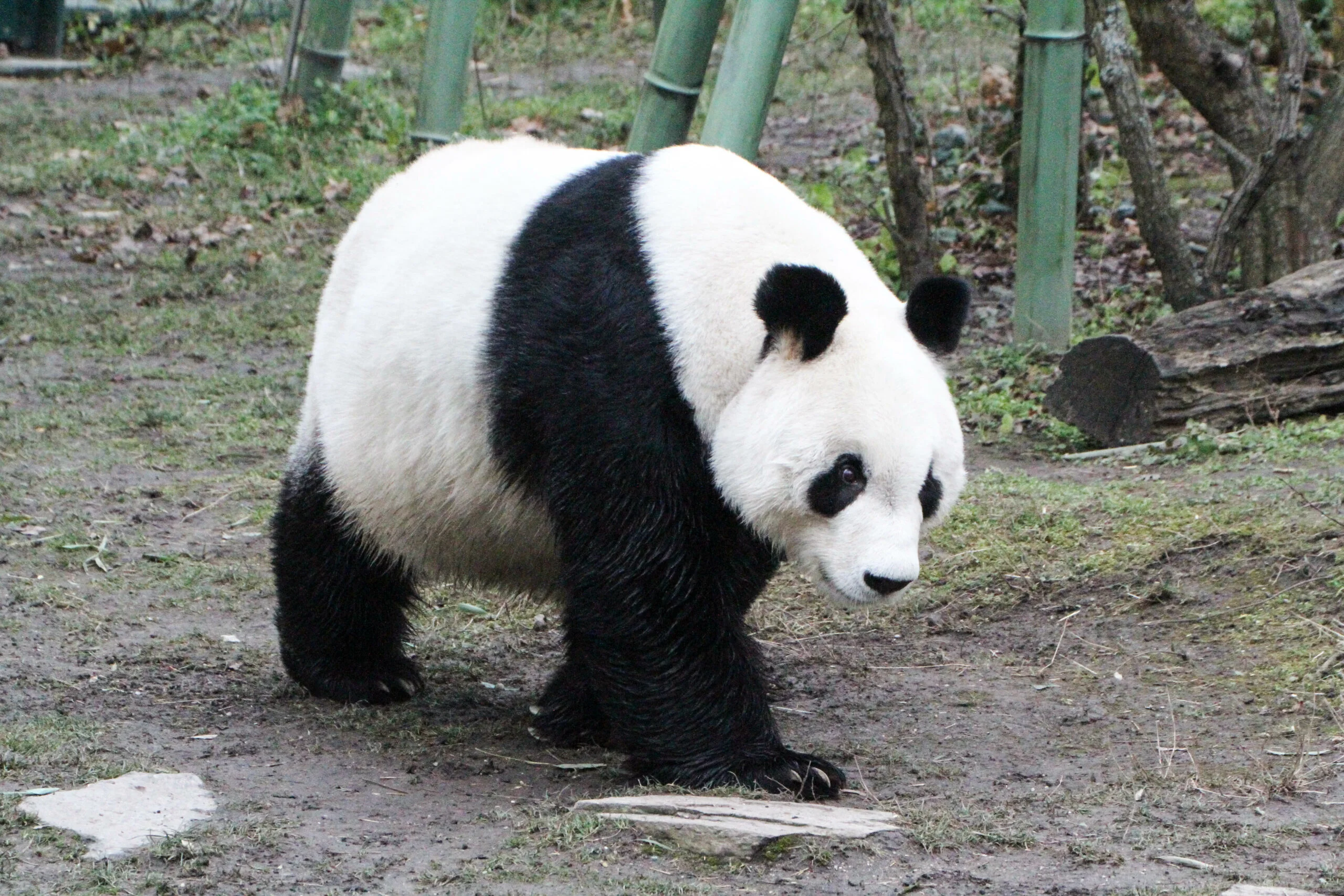 Tiergarten Schönbrunn
