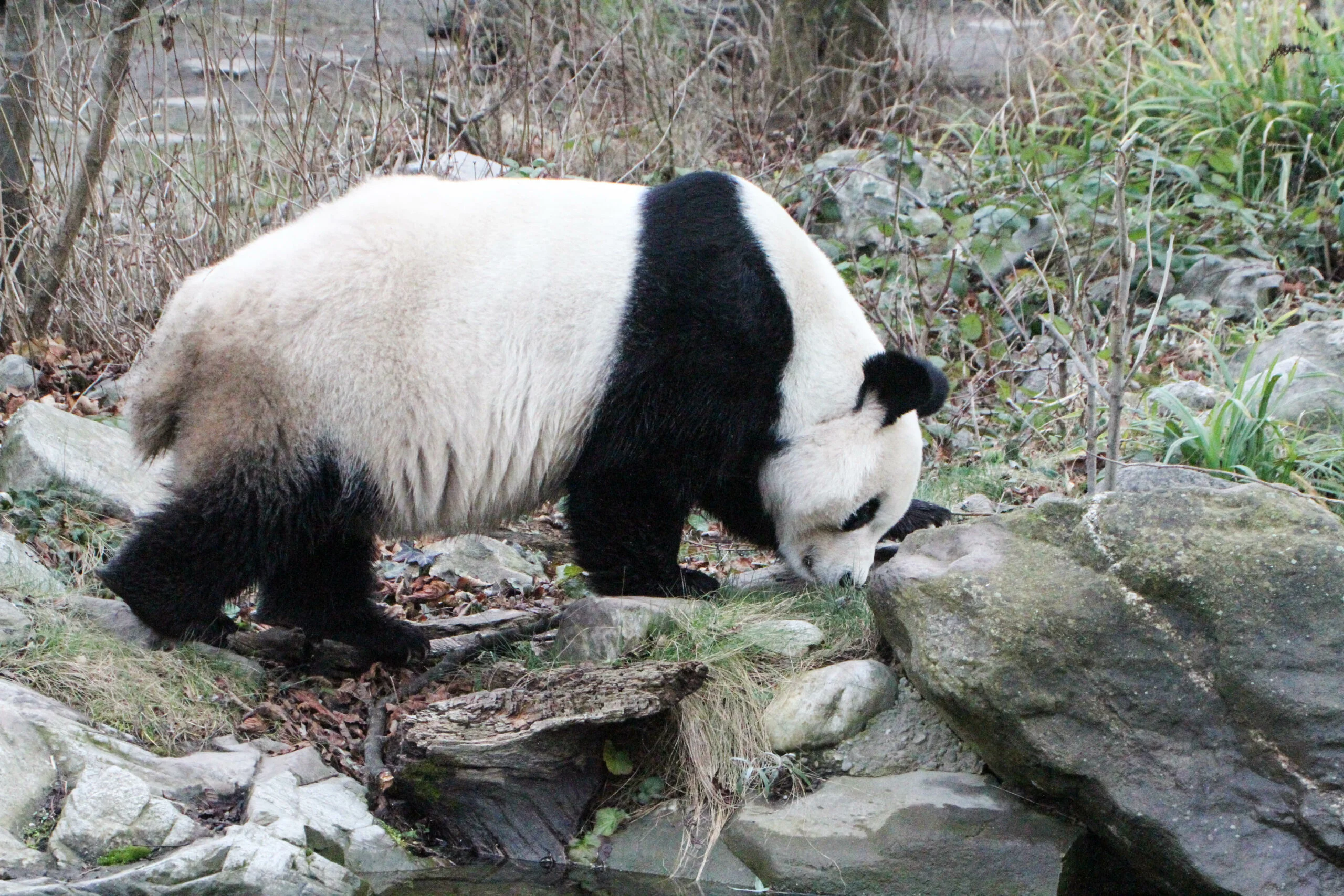 Tiergarten Schönbrunn