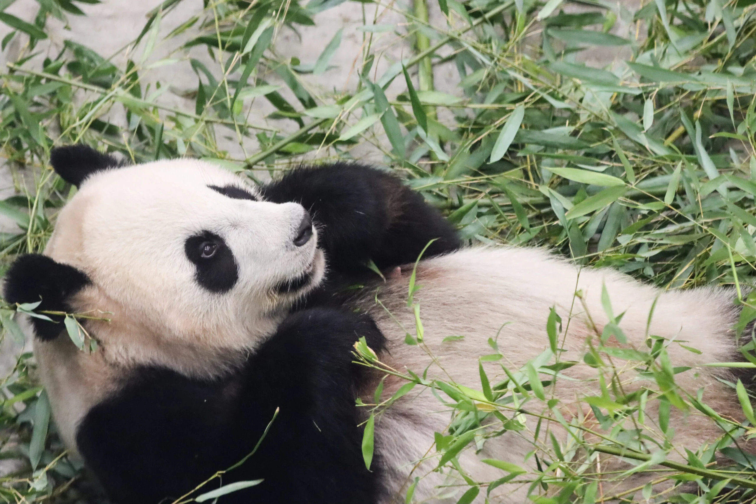 Ouwehands Dierenpark Rhenen