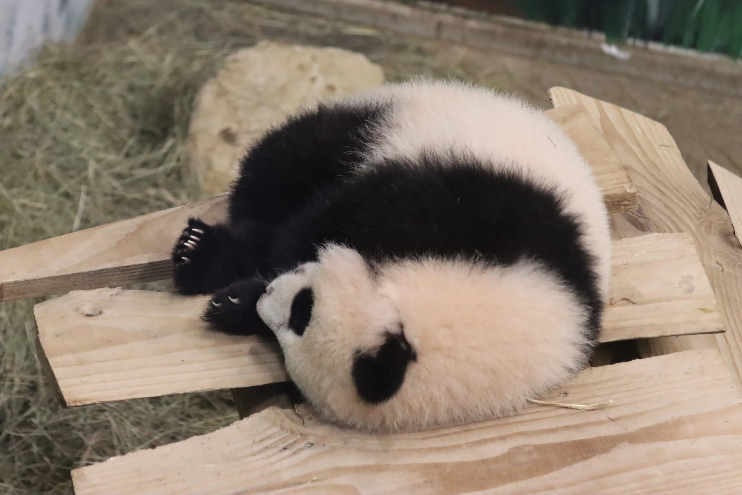 Ouwehands Dierenpark Rhenen