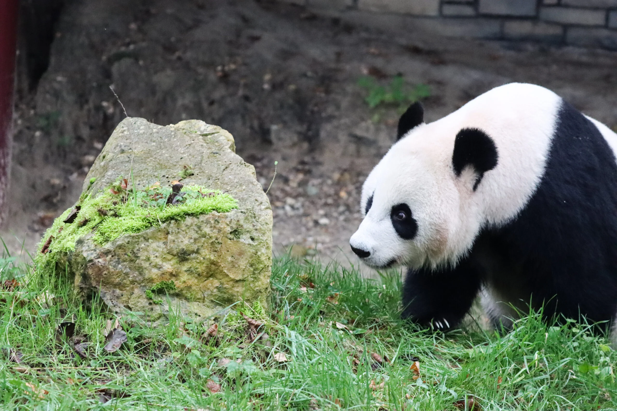 Ouwehands Dierenpark Rhenen