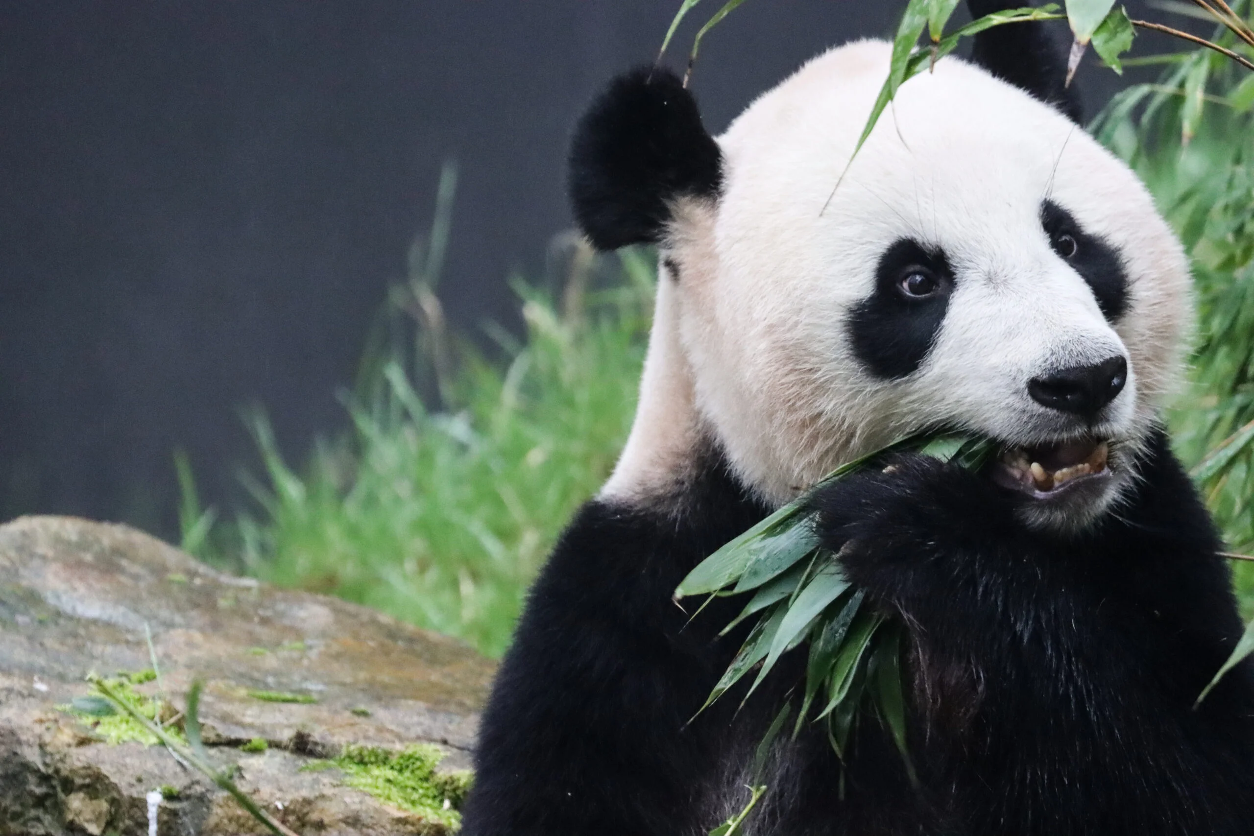 Ouwehands Dierenpark Rhenen