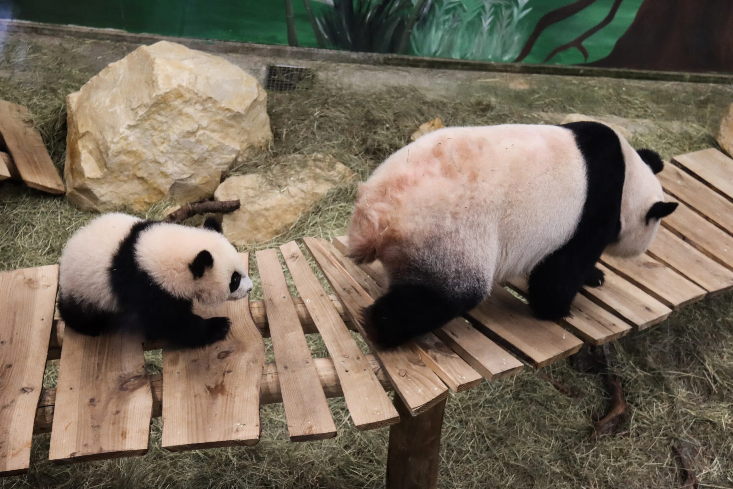 Ouwehands Dierenpark Rhenen