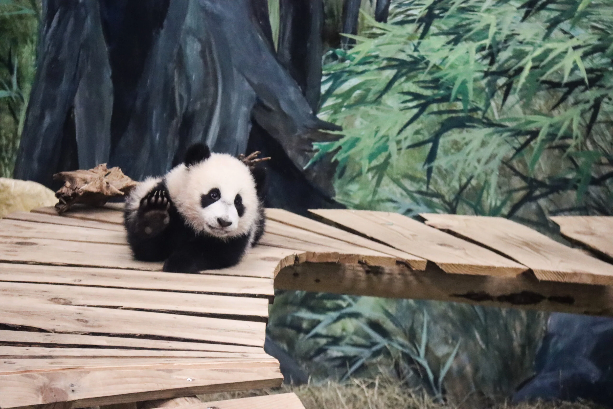 Ouwehands Dierenpark Rhenen