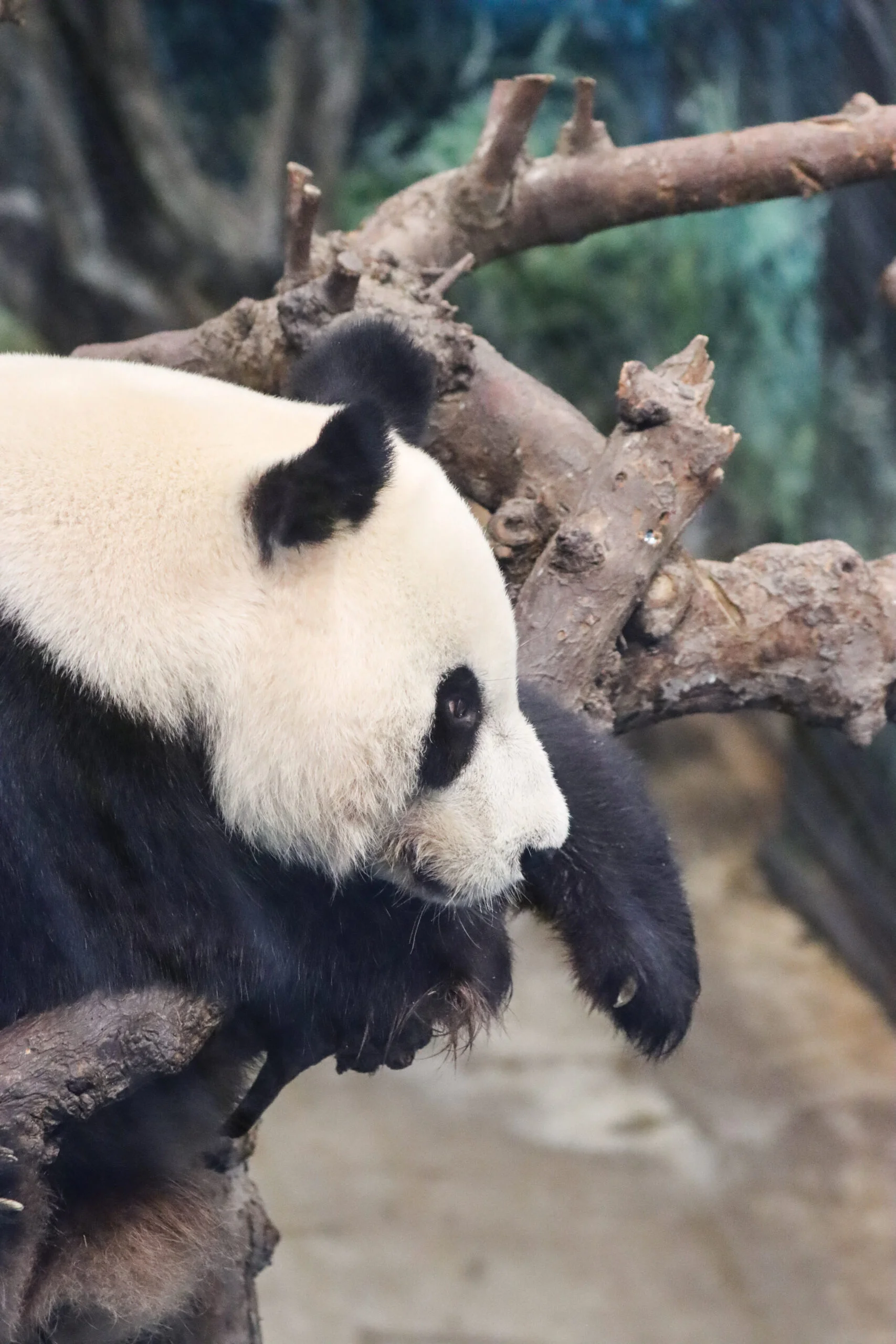 Ouwehands Dierenpark Rhenen