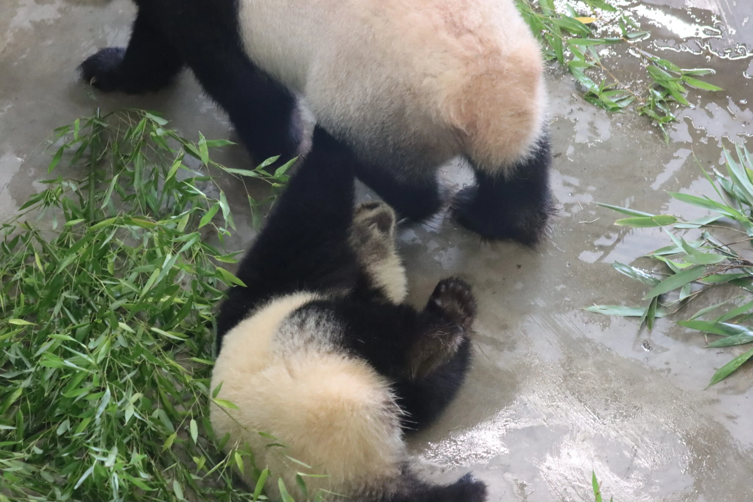 Ouwehands Dierenpark Rhenen
