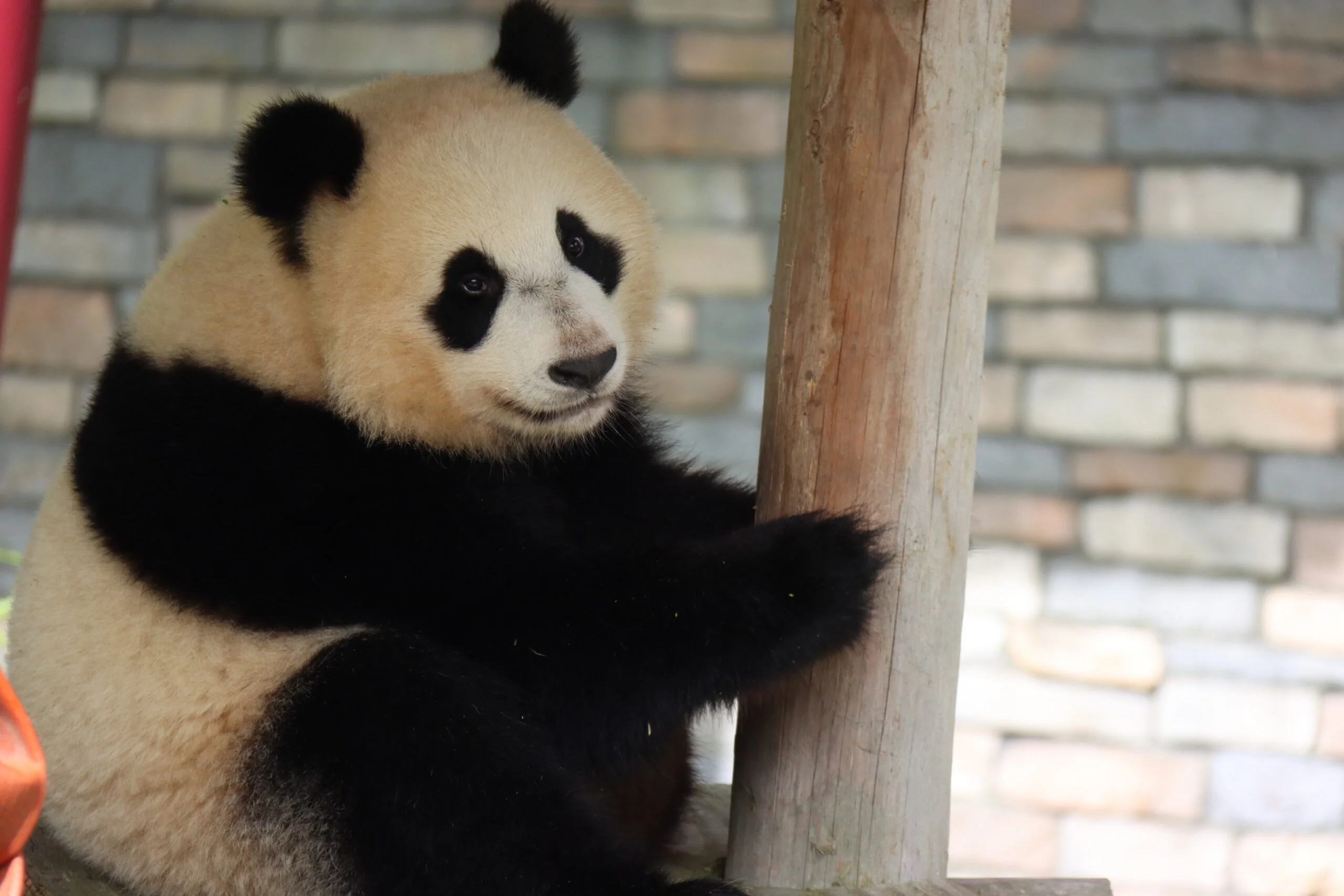 Ouwehands Dierenpark Rhenen