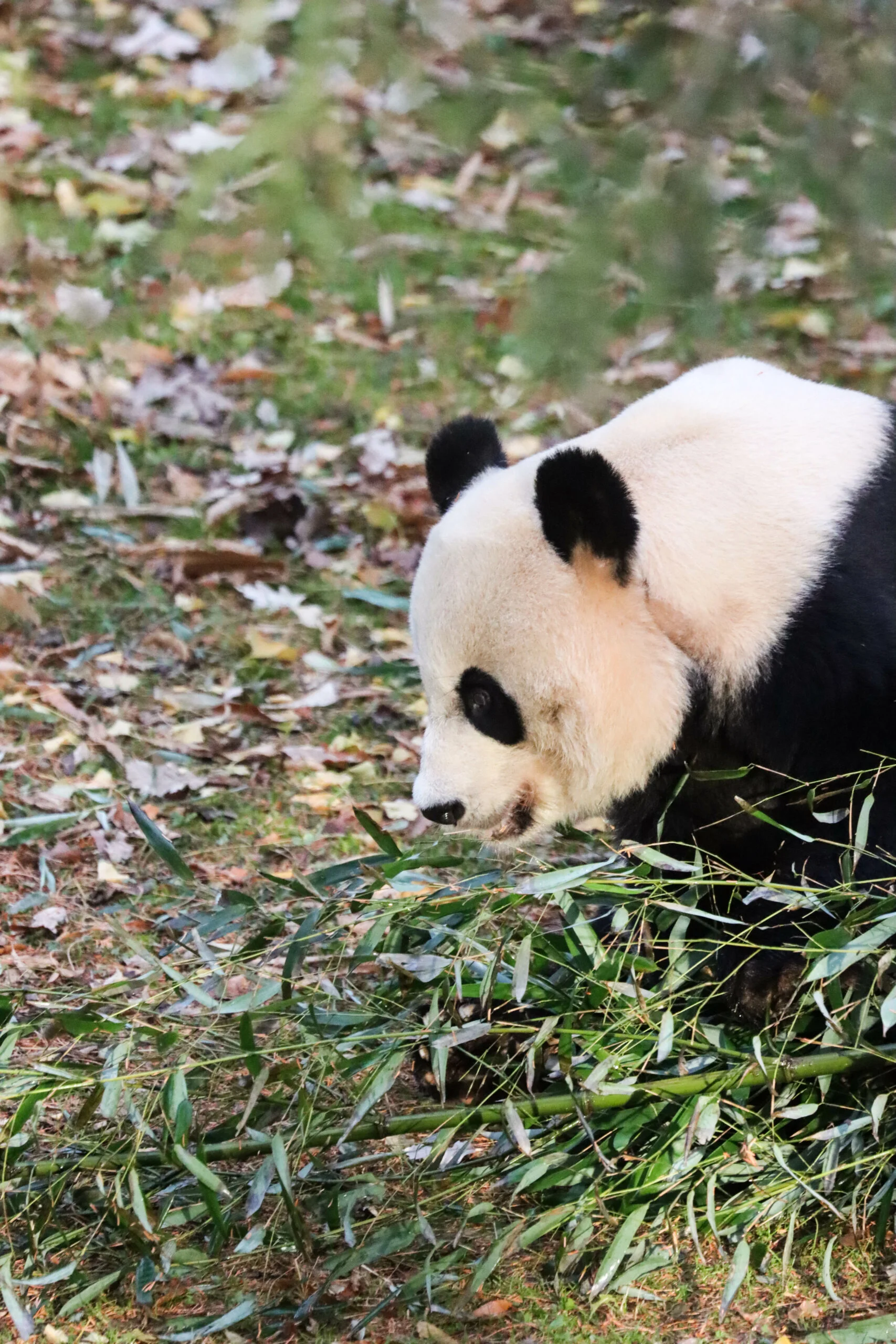 Smithsonian's National Zoo