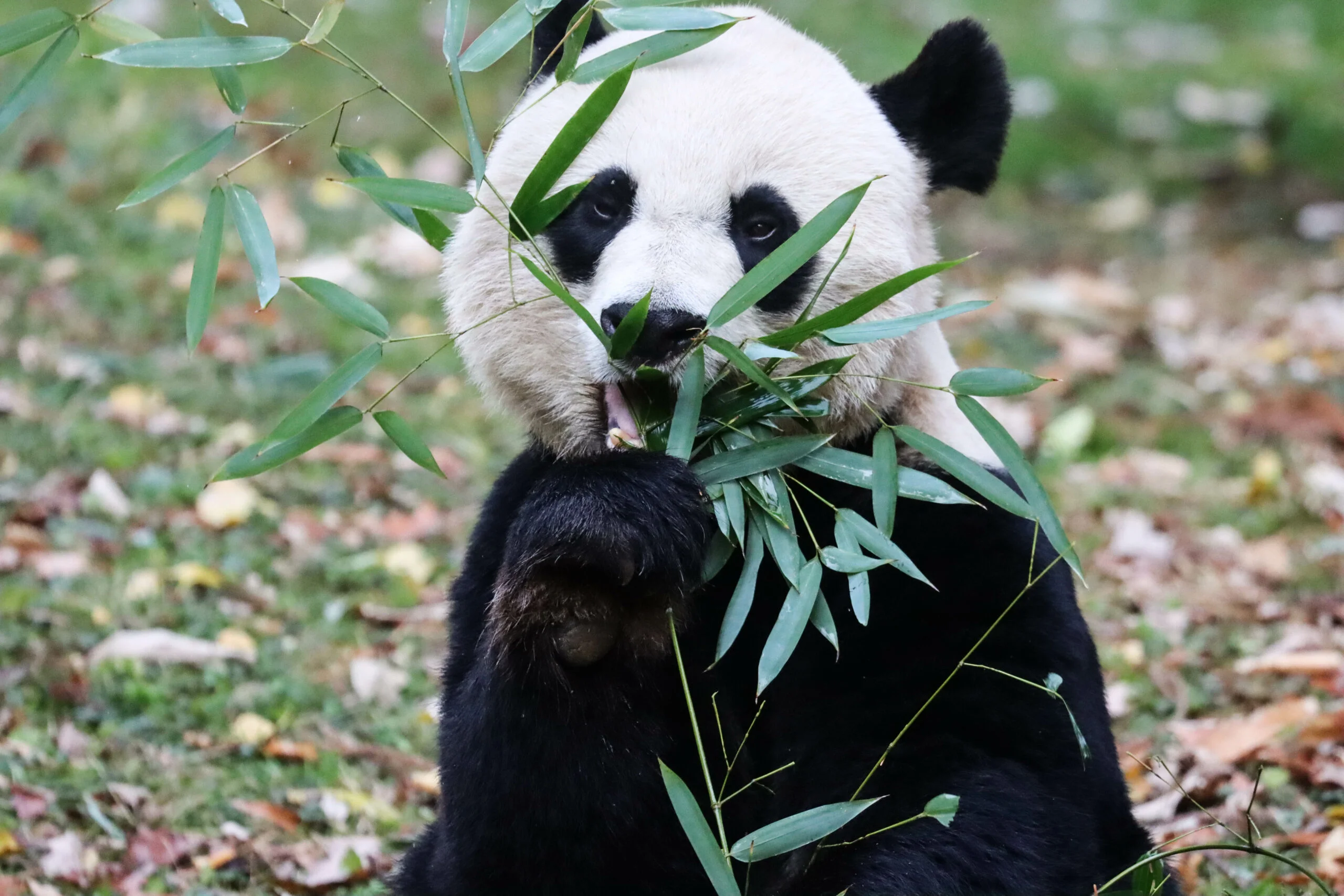 Smithsonian's National Zoo