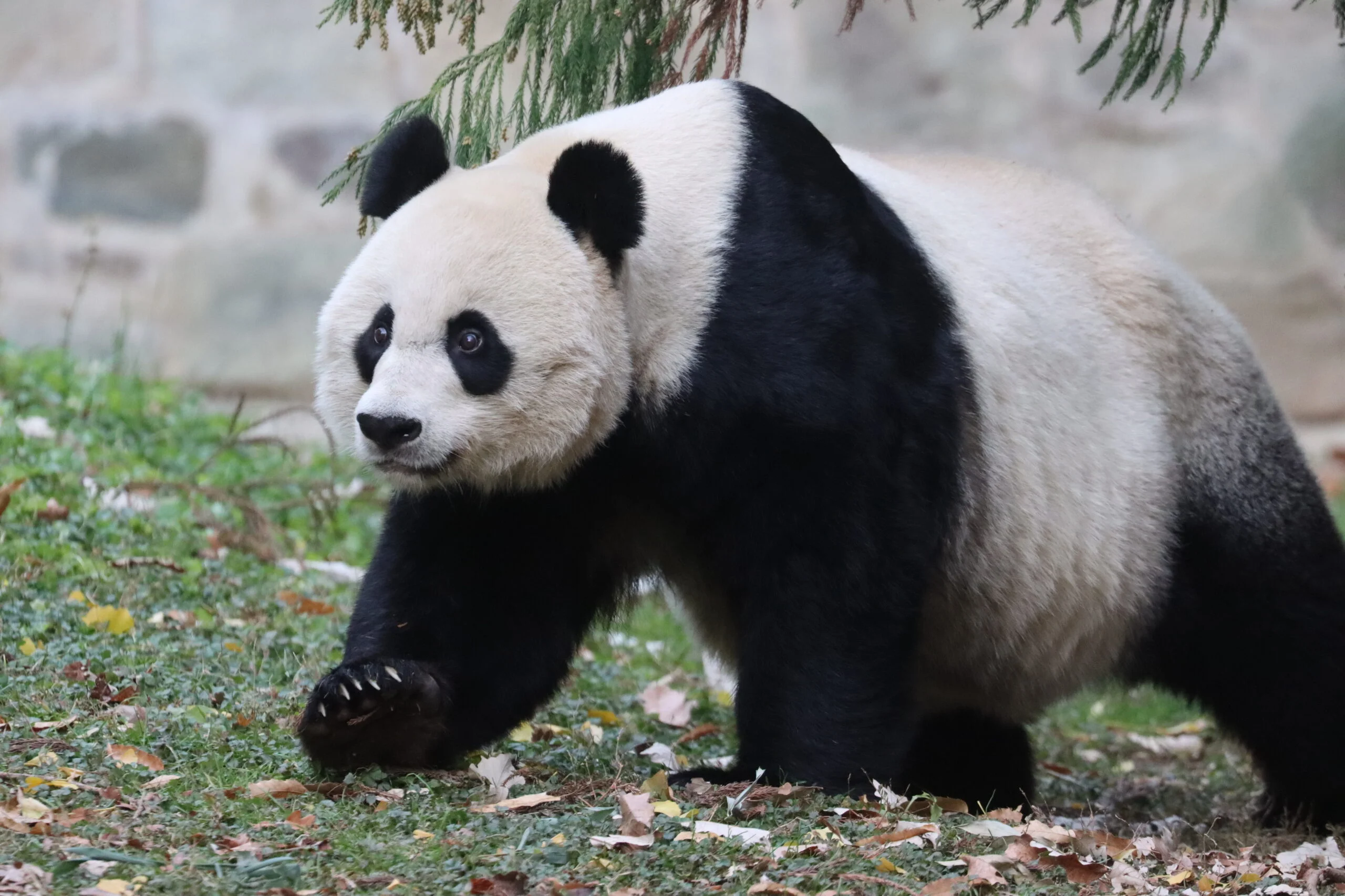 Smithsonian's National Zoo